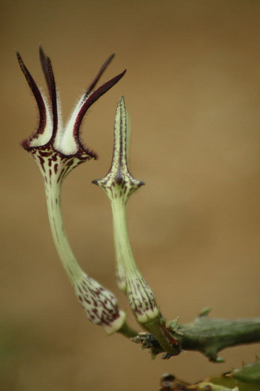 Ceropegia stapeliiformis subsp. stapeliiformis (Slangkambroo - Snake Creeper)