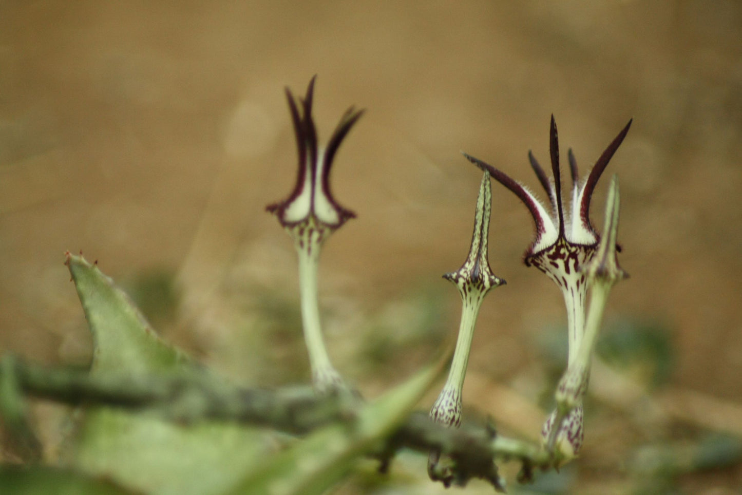 Ceropegia stapeliiformis subsp. stapeliiformis (Slangkambroo - Snake Creeper)