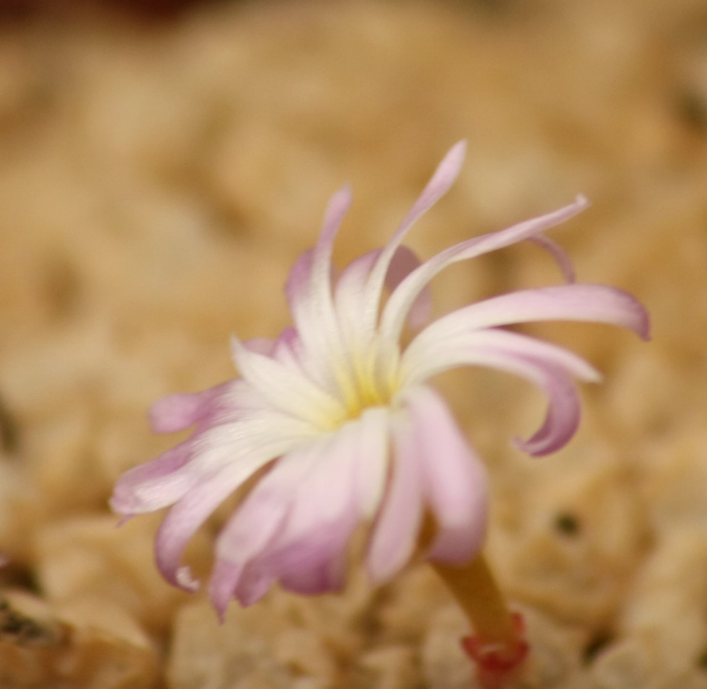 Conophytum ectypum subsp. sulcatum (Animub)