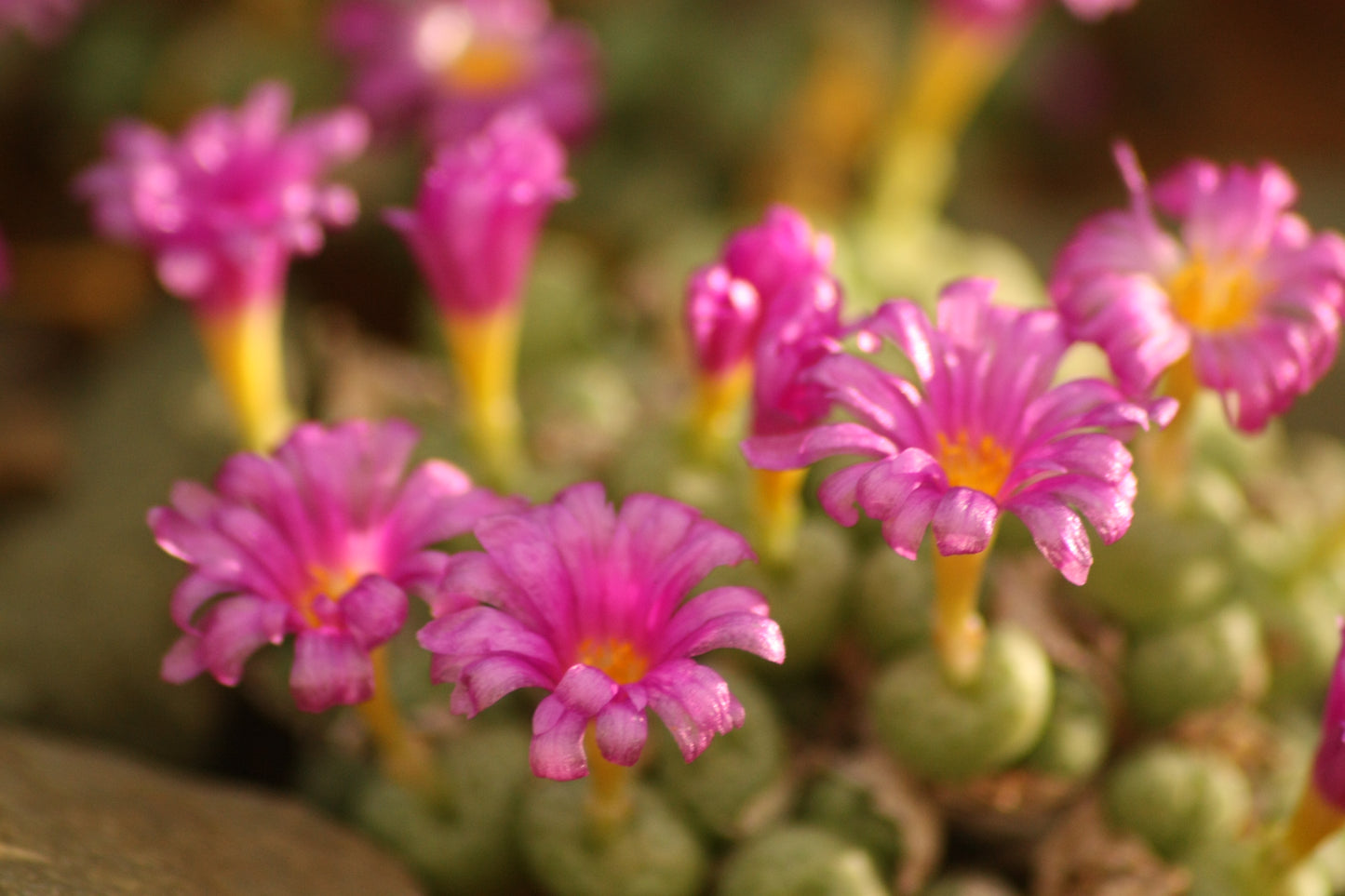 Conophytum jucundum subsp. jucundum