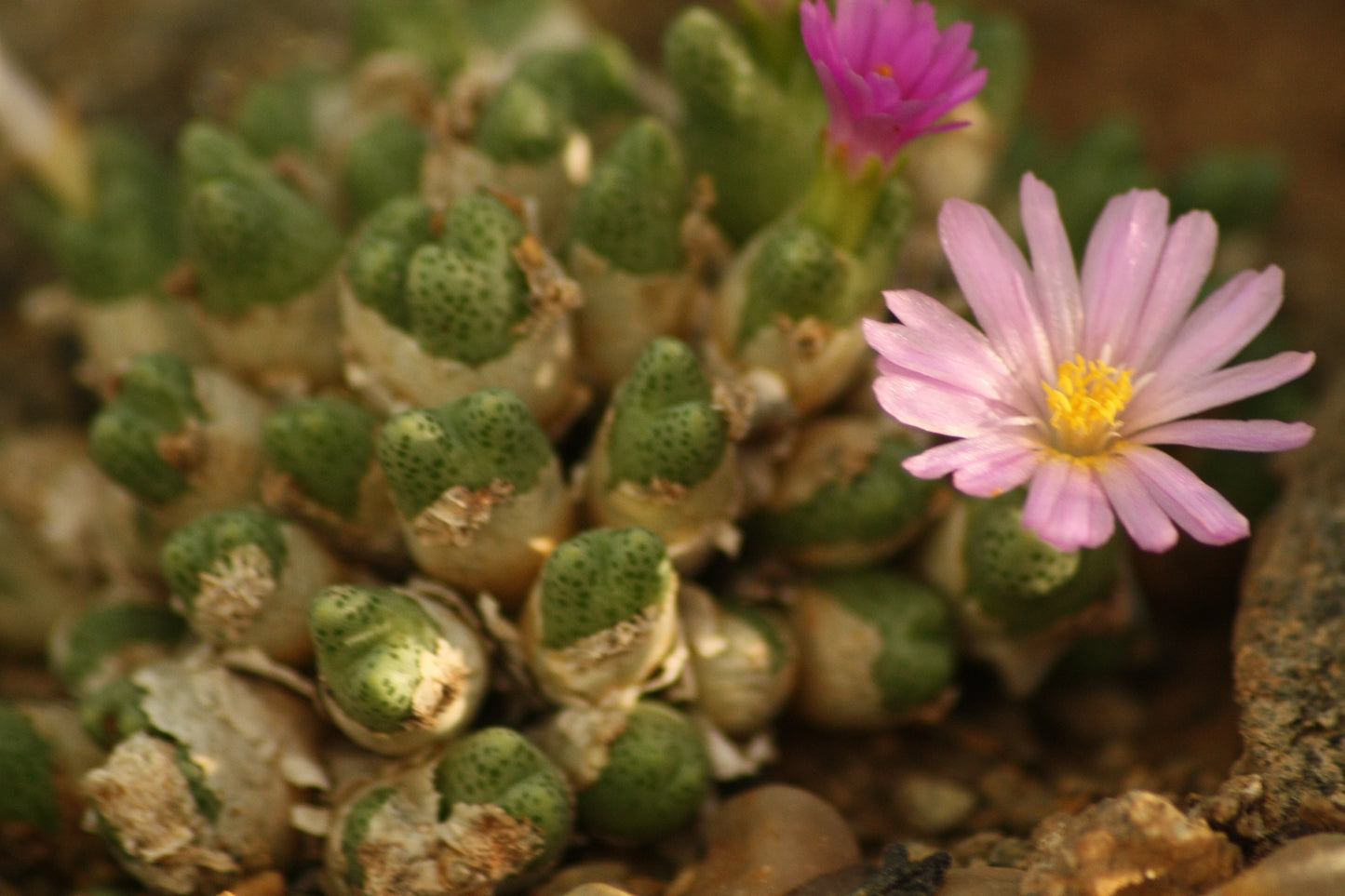 Conophytum marginatum subsp. haramoepense (Short lobed form)