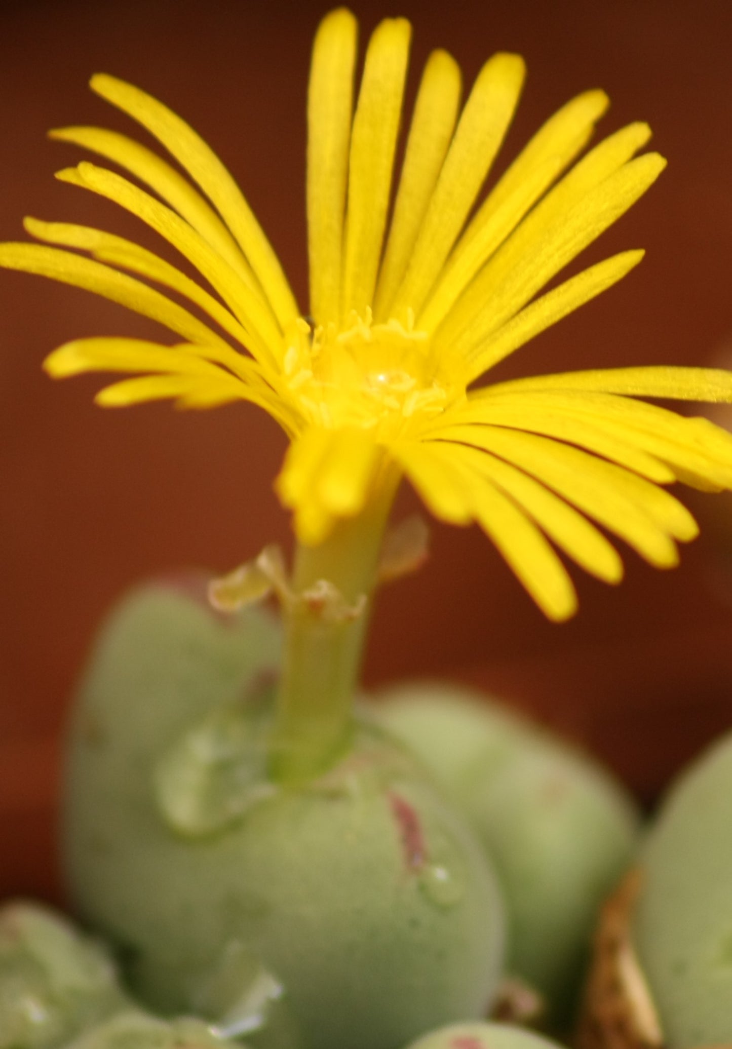 Conophytum meyeri (Ovigerum Form)