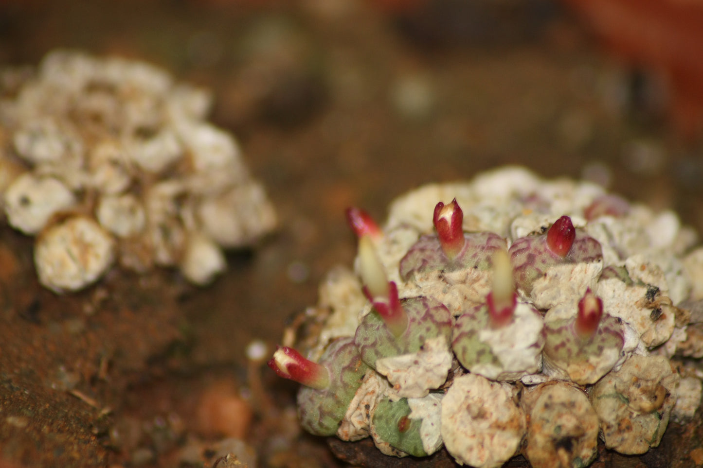 Conophytum obcordellum subsp. rolfii (Elands Bay)