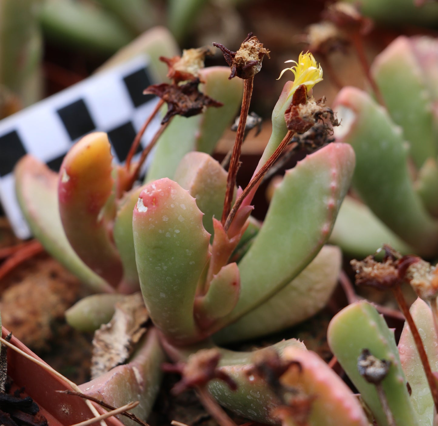 Carruanthus peersii