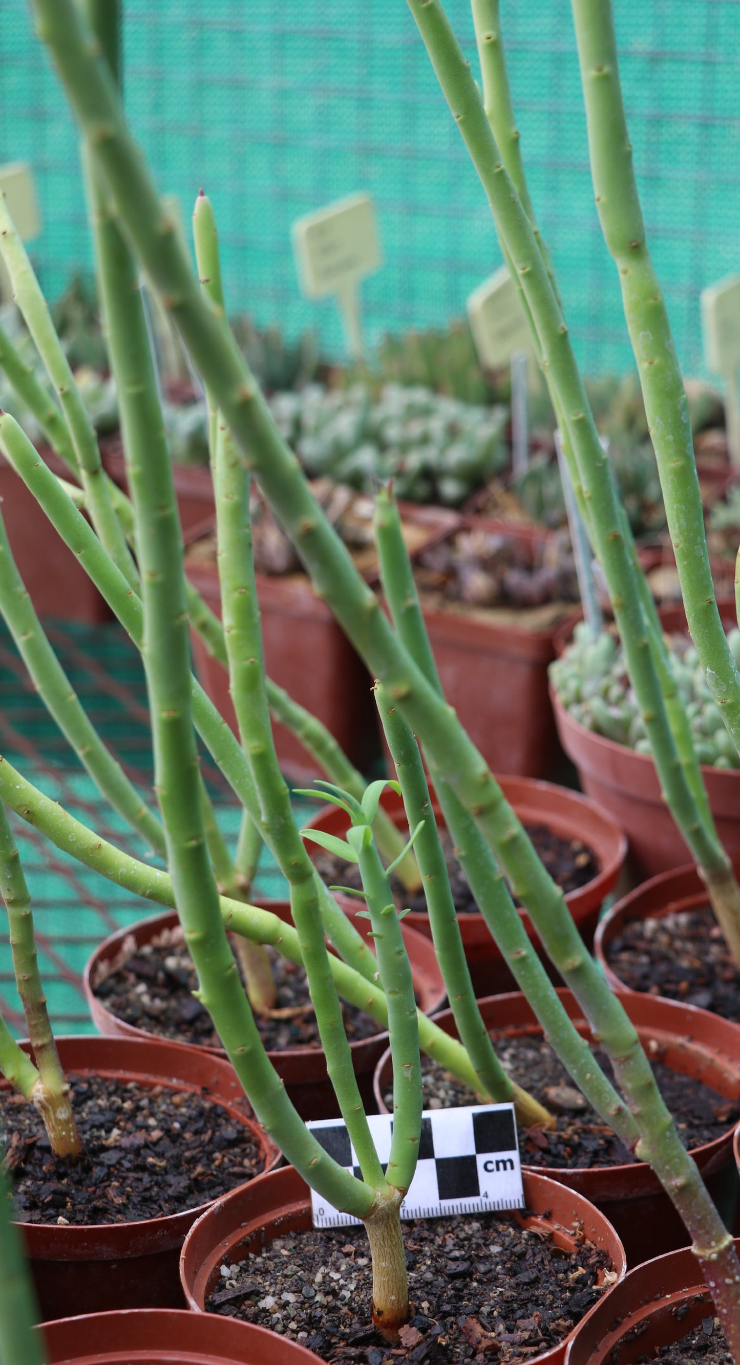 Euphorbia mauritanica (Pencil Bush)
