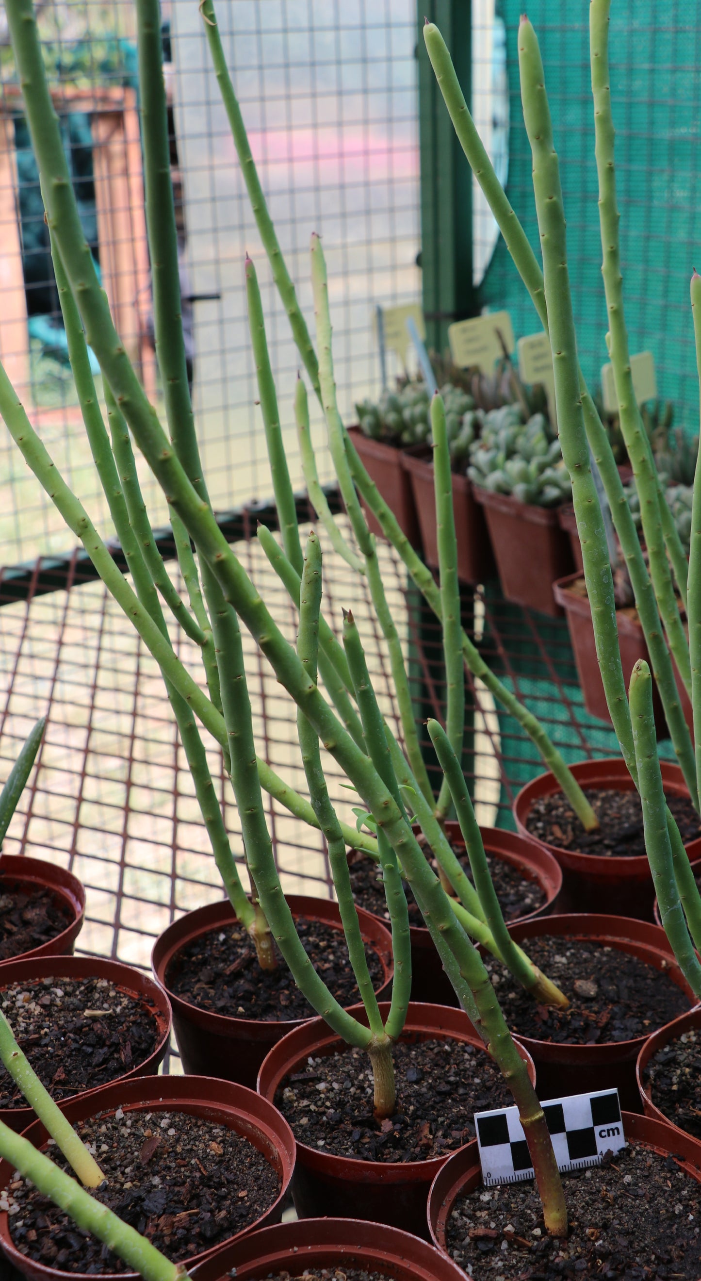 Euphorbia mauritanica (Pencil Bush)
