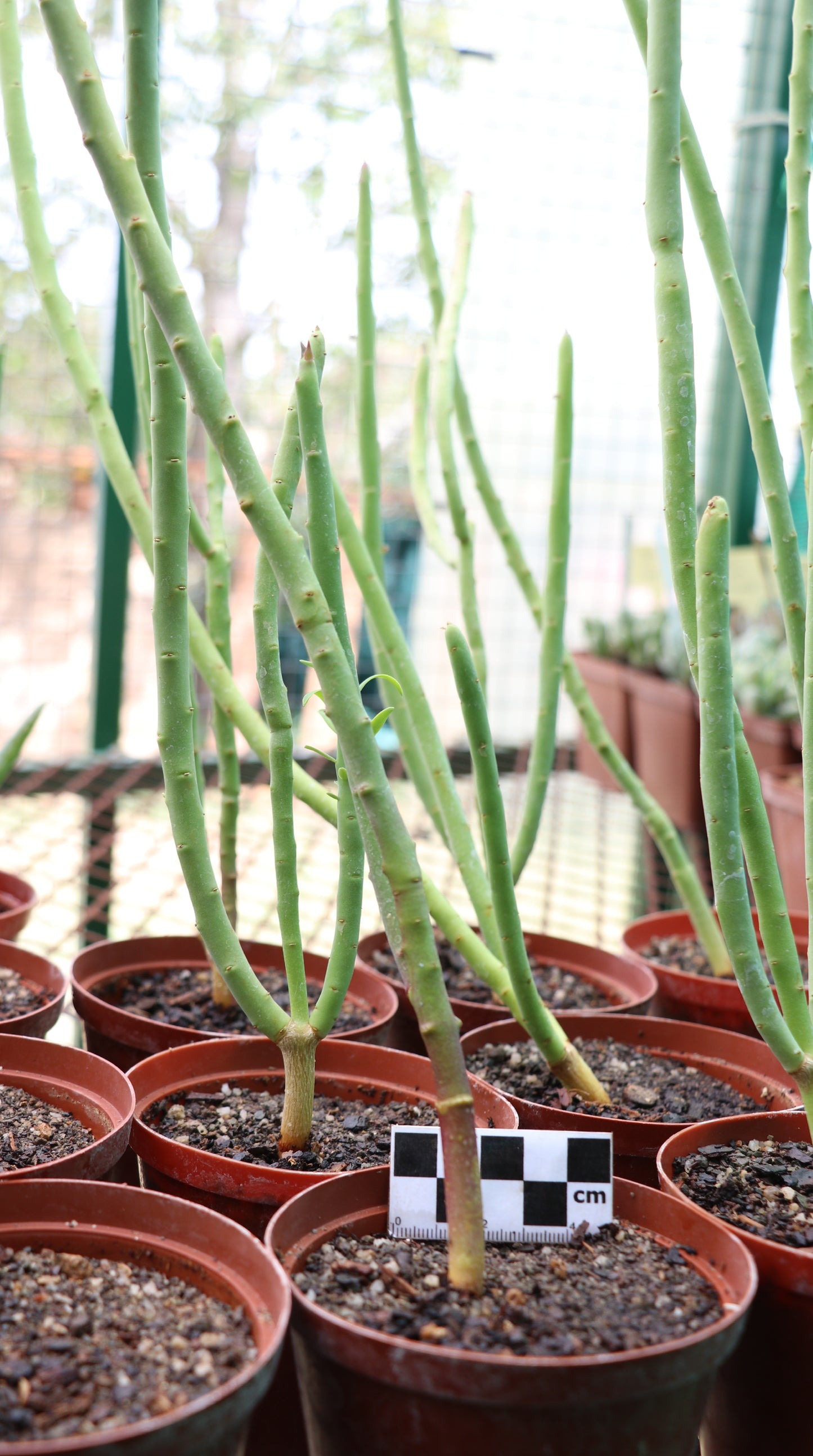 Euphorbia mauritanica (Pencil Bush)