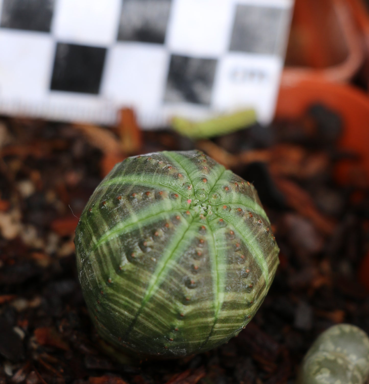 Euphorbia obesa (Baseball Plant, Vetmensie)