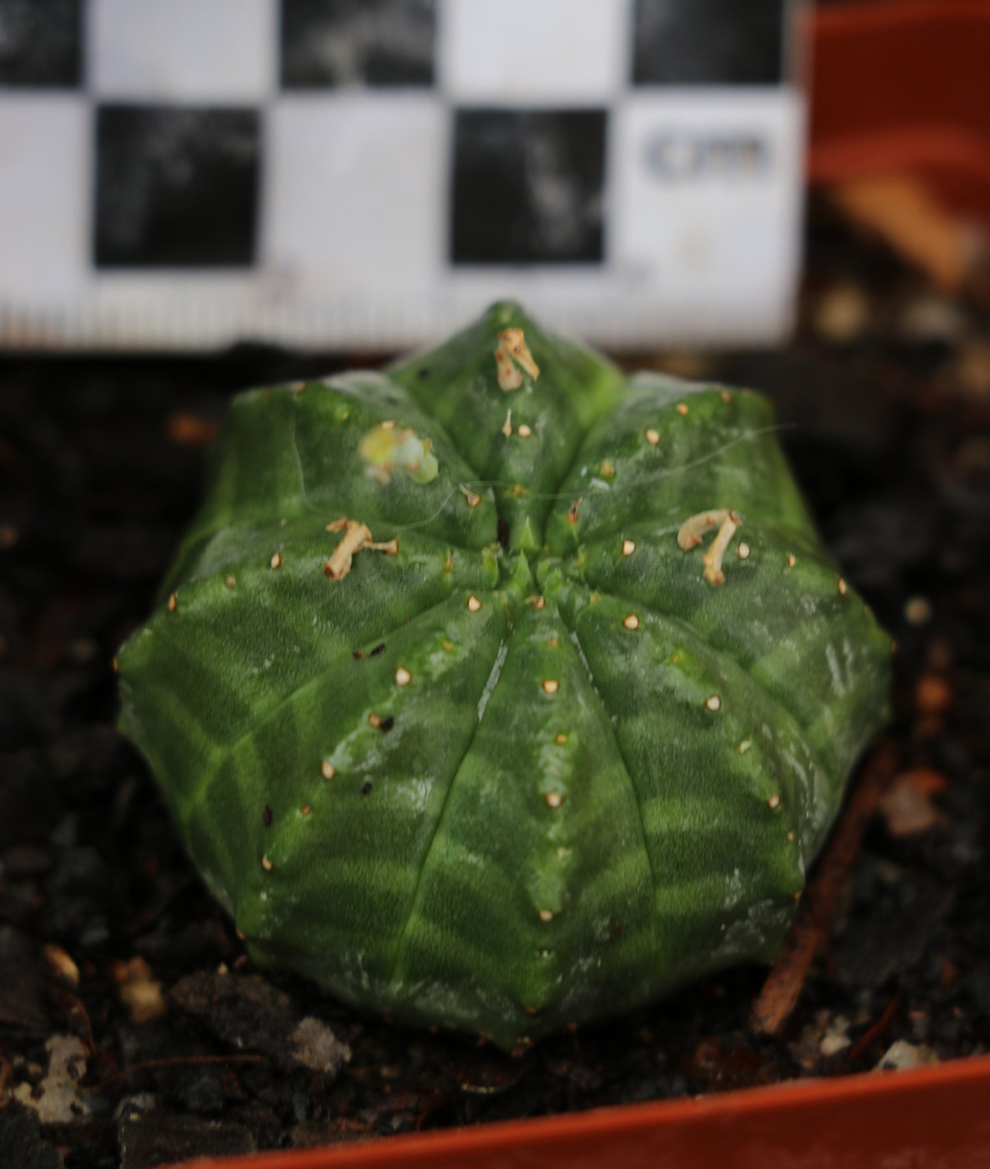 Euphorbia meloformis subsp. meloformis