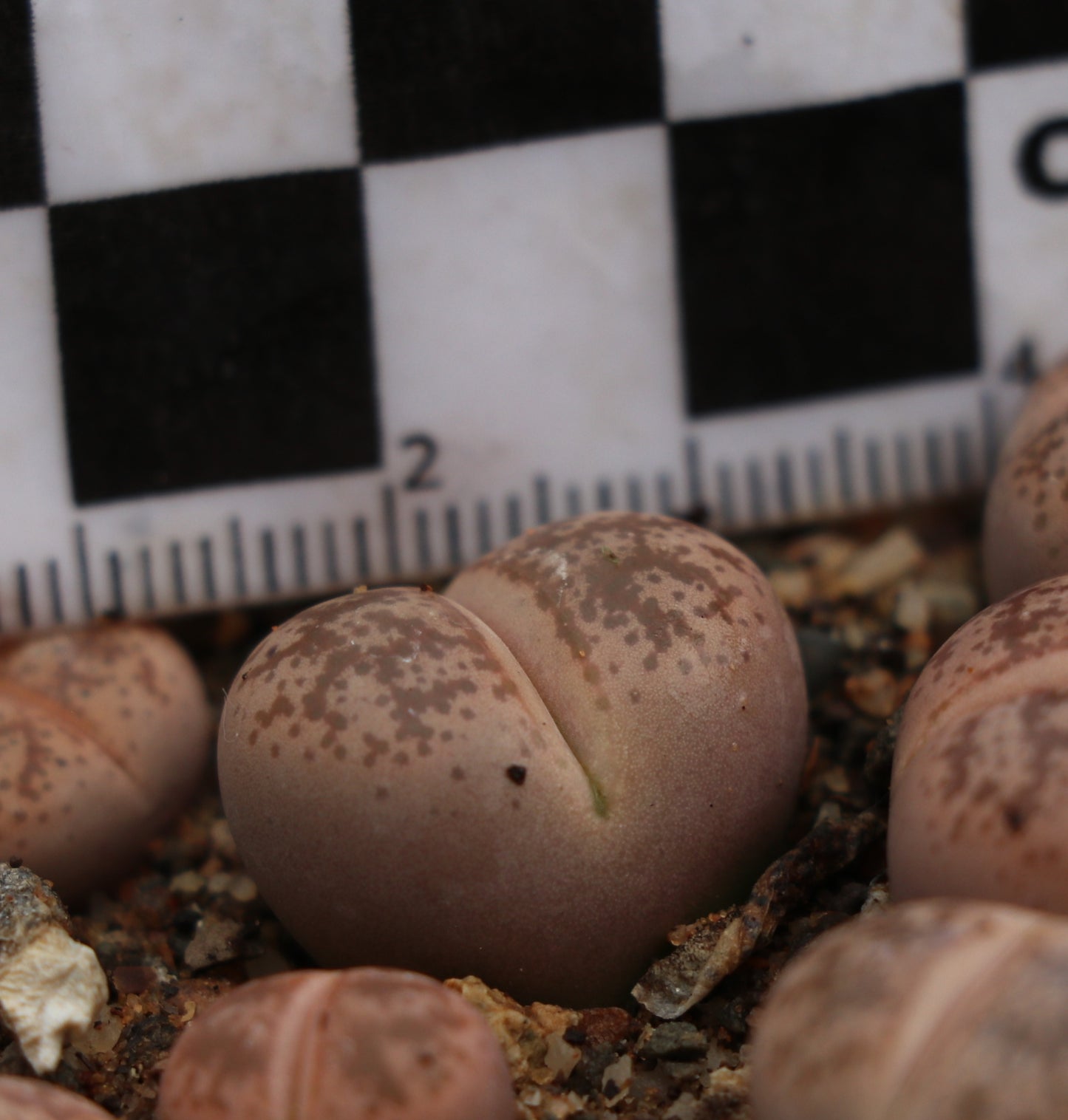 Lithops coleorum (C396) Elisras