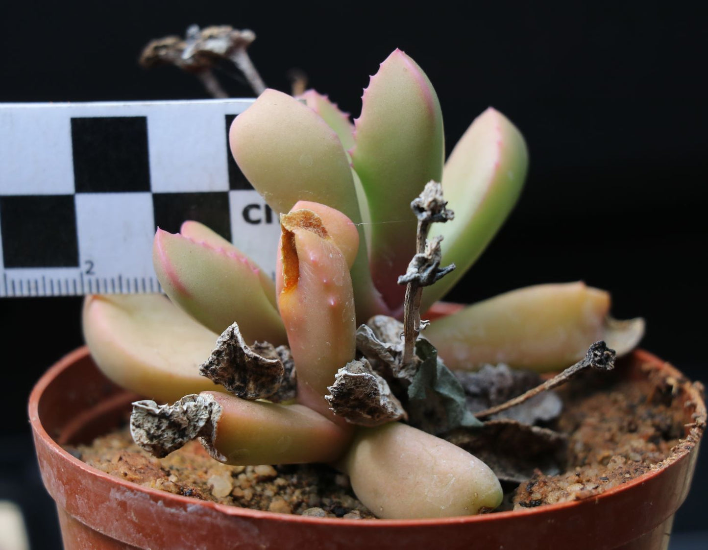 Carruanthus peersii