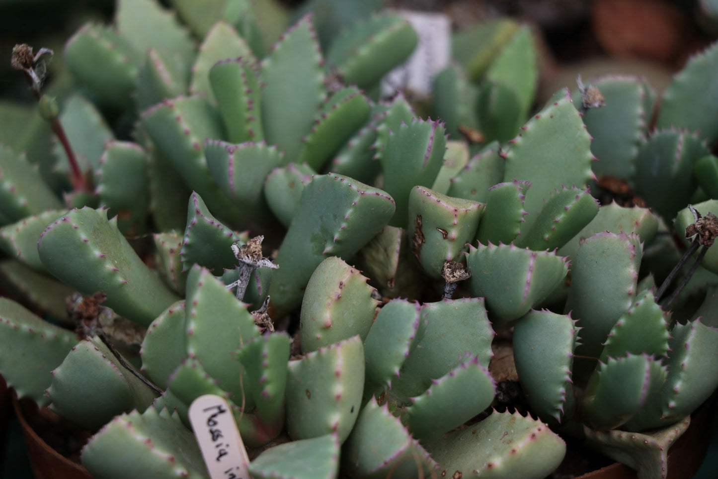 Carruanthus peersii