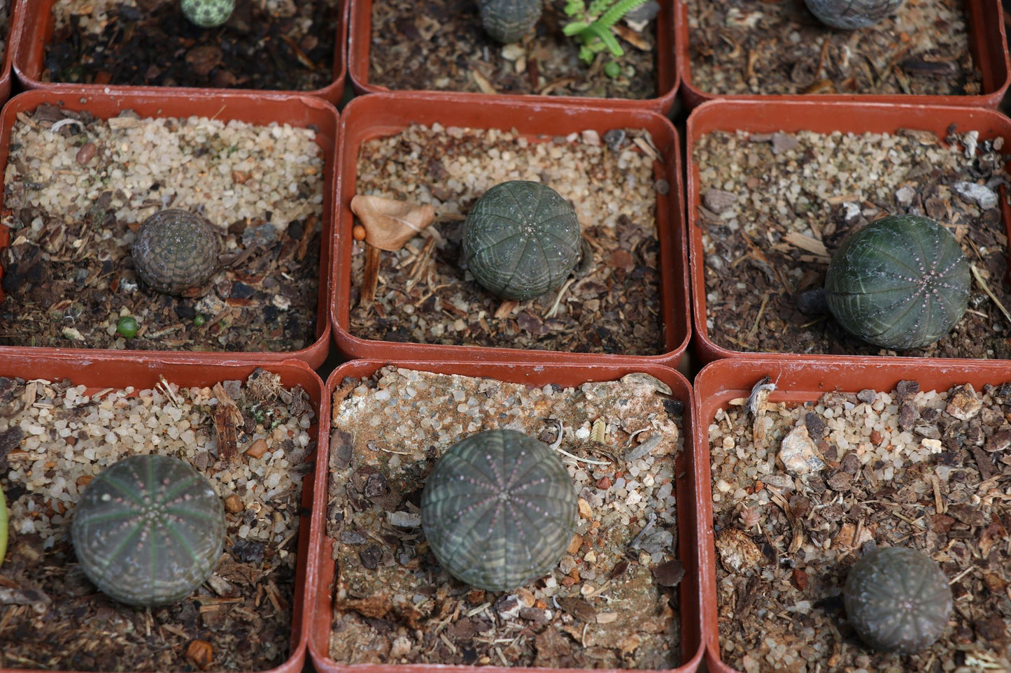 Euphorbia obesa (Baseball Plant, Vetmensie)