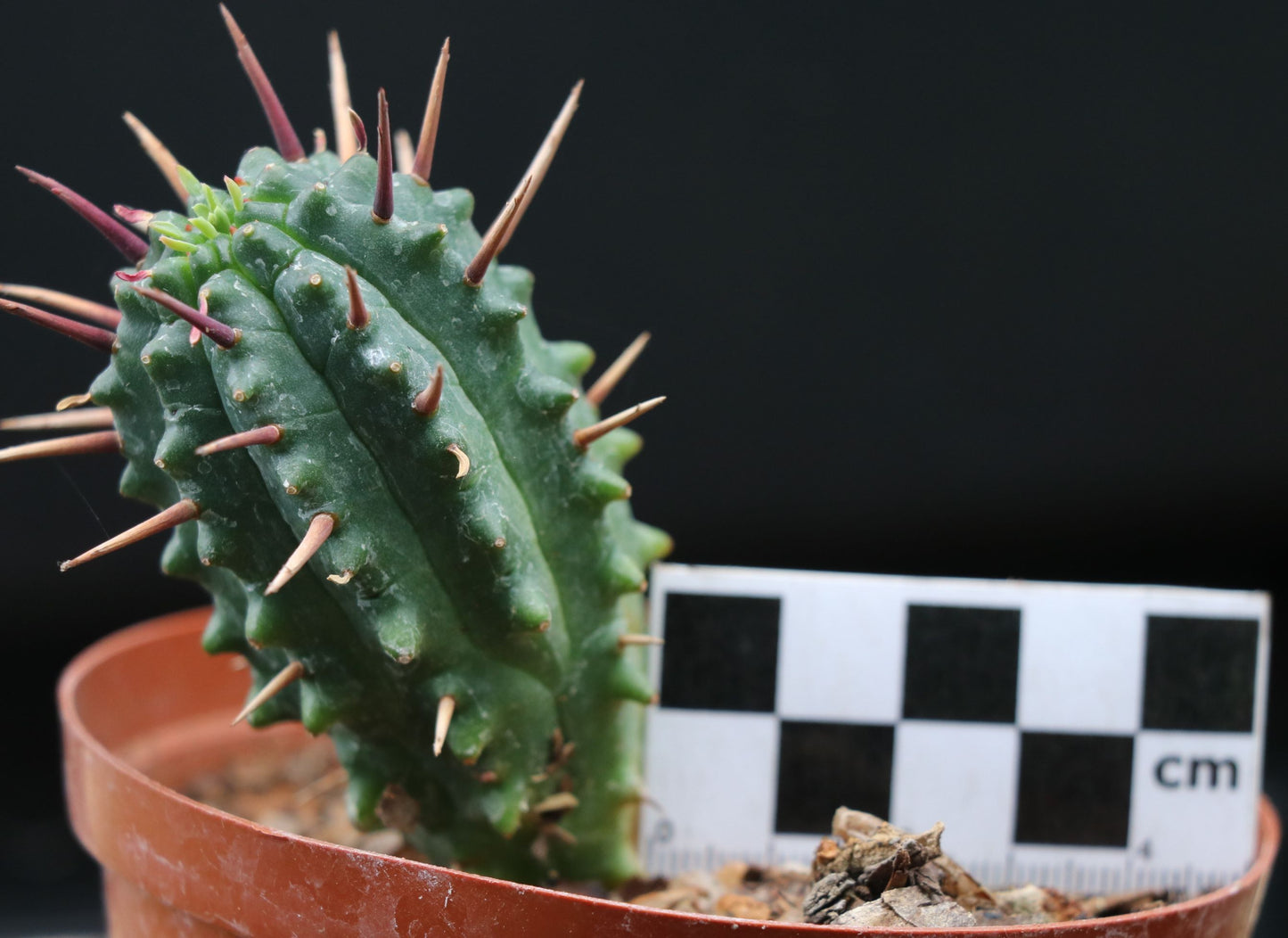Euphorbia mammillaris (Corn Cob Plant)