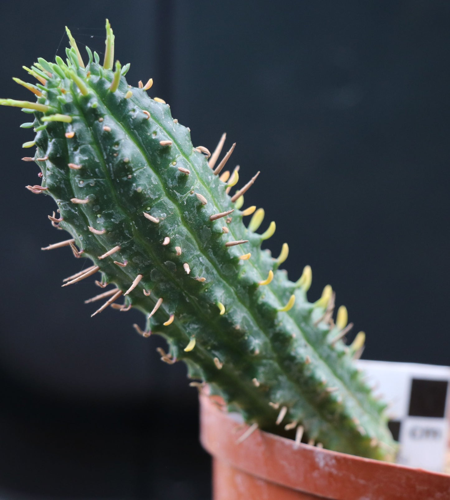 Euphorbia mammillaris (Corn Cob Plant)