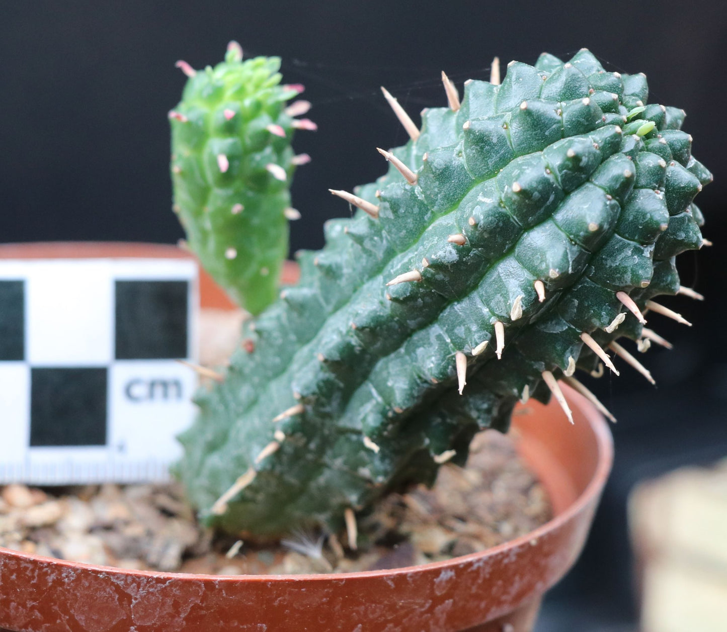 Euphorbia mammillaris (Corn Cob Plant)