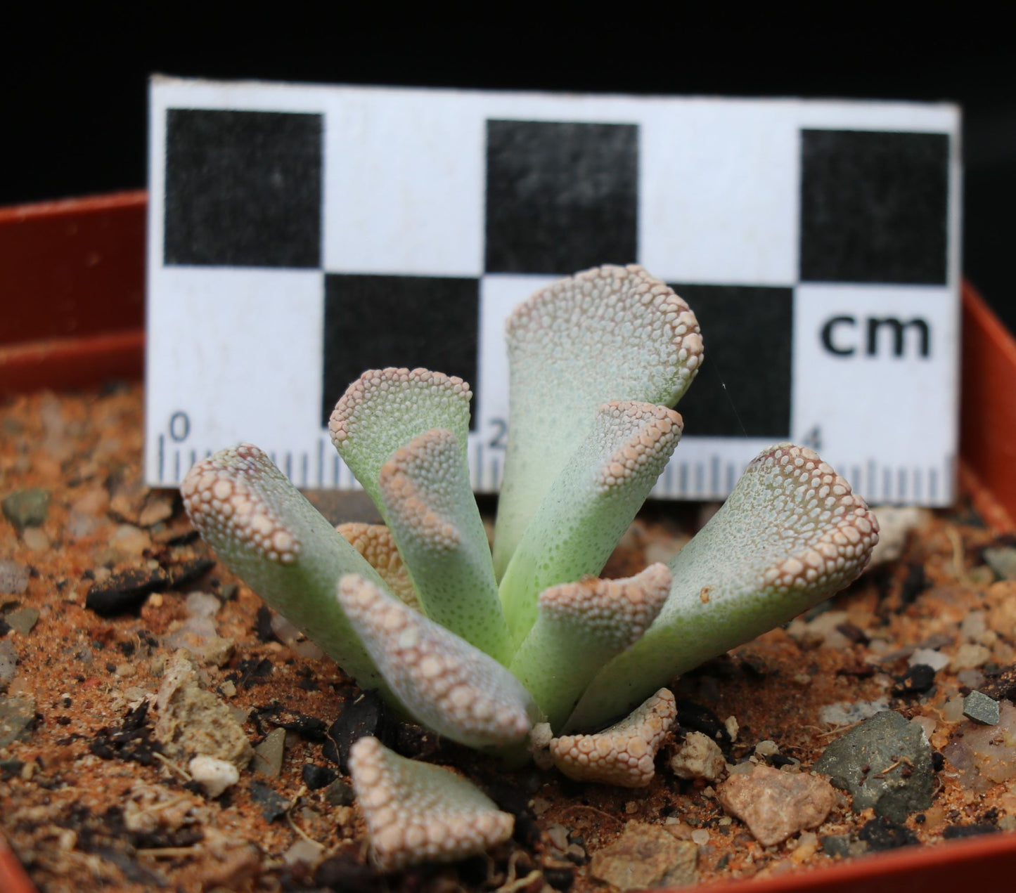 Titanopsis calcarea (Fulleri Form) Saxendrift