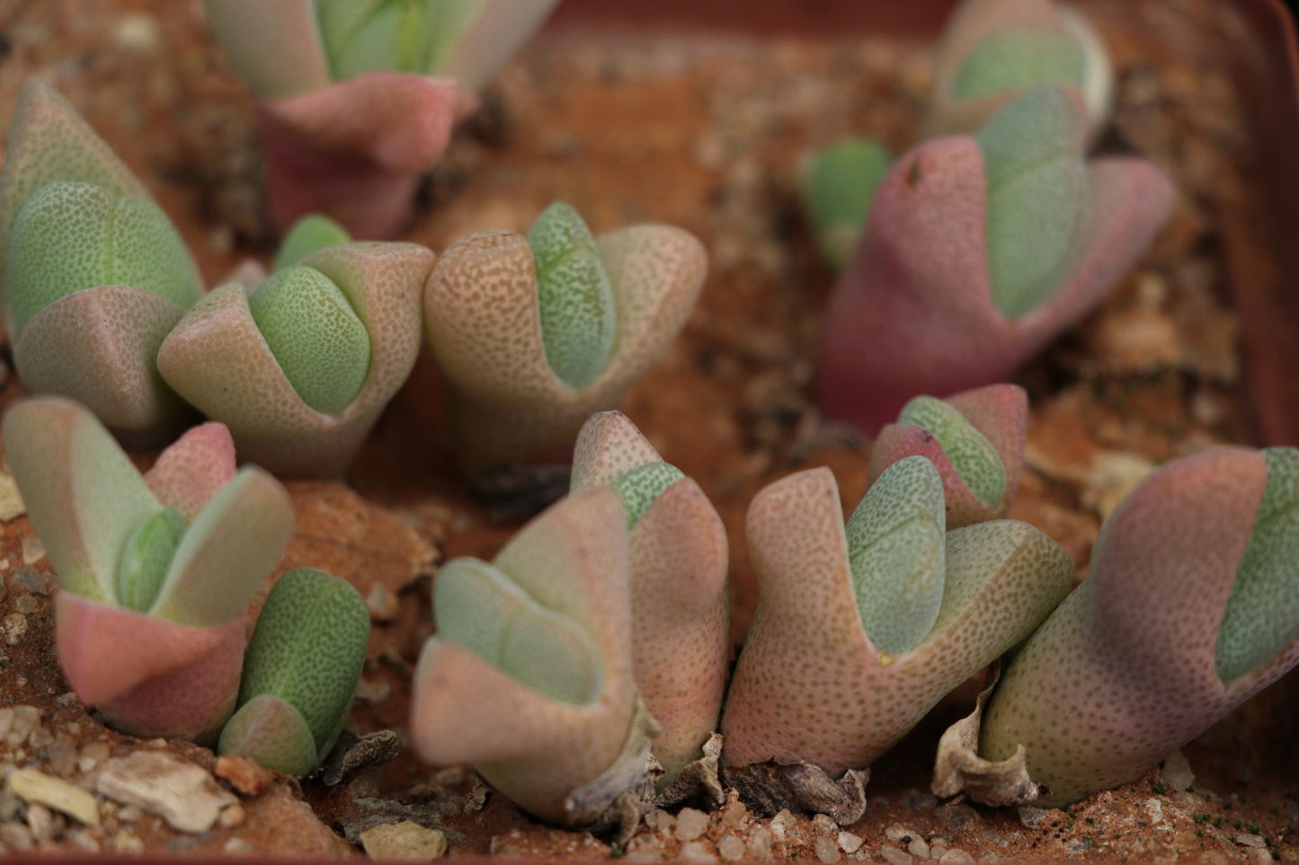 Ihlenfeldtia vanzylii (Pofadder)