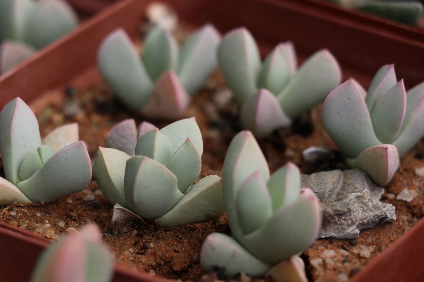 Schwantesia herrei (Sendelingsdrif)