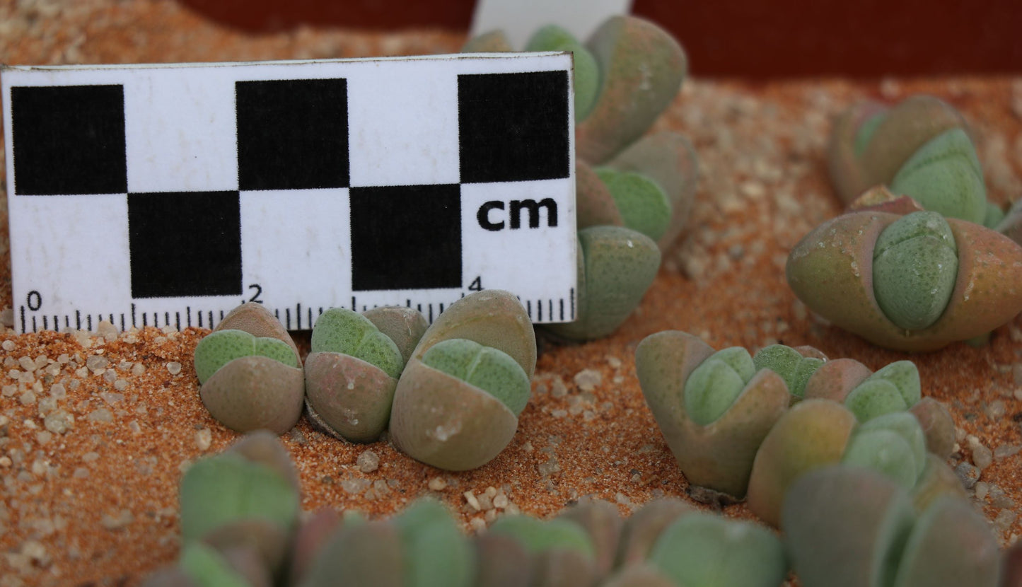 Cheiridopsis verrucosa (Alexander Bay)