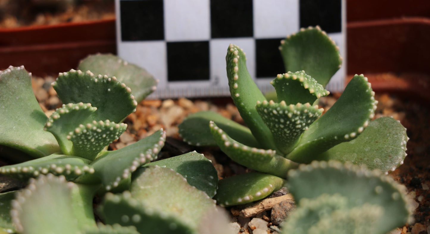 Aloinopsis malherbei