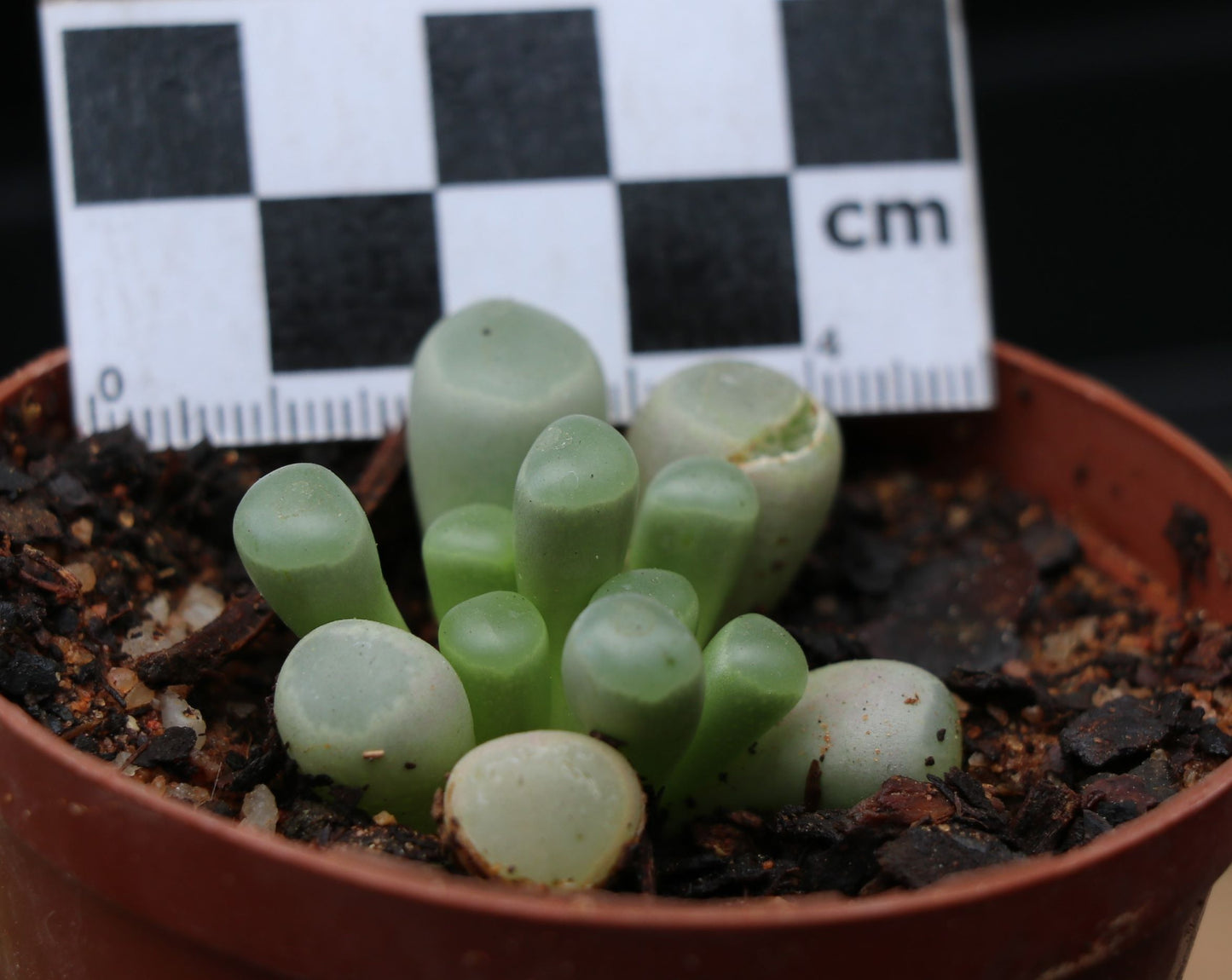 Fenstraria rhopalophylla subsp. aurantiaca (Window Plant/Baby Toes/Baba Tone)