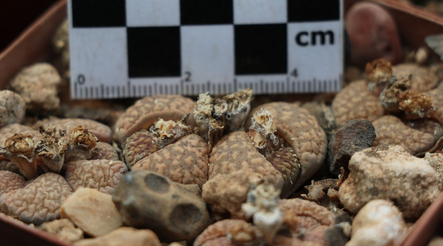 Lithops verruculosa (Living Stones/Beeskloutjie)