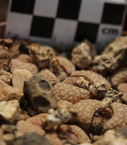 Lithops verruculosa (Living Stones/Beeskloutjie)