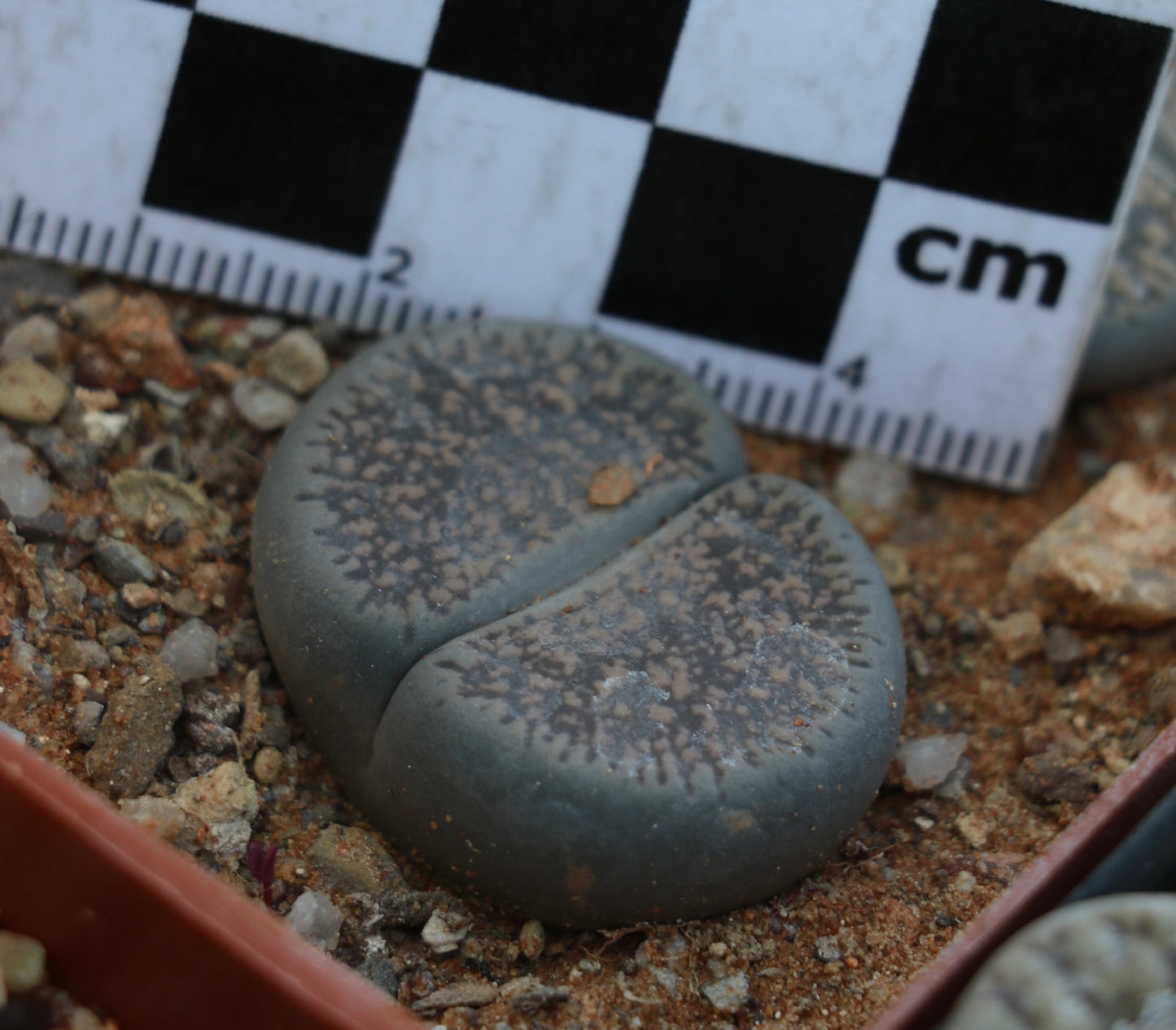 Lithops lesliei subsp. burchellii (C308) Douglas