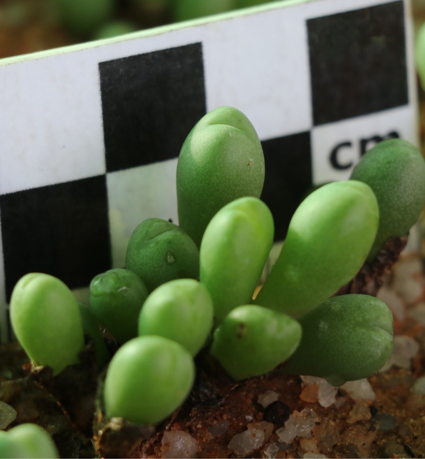 Conophytum meyeri (Augrabies)