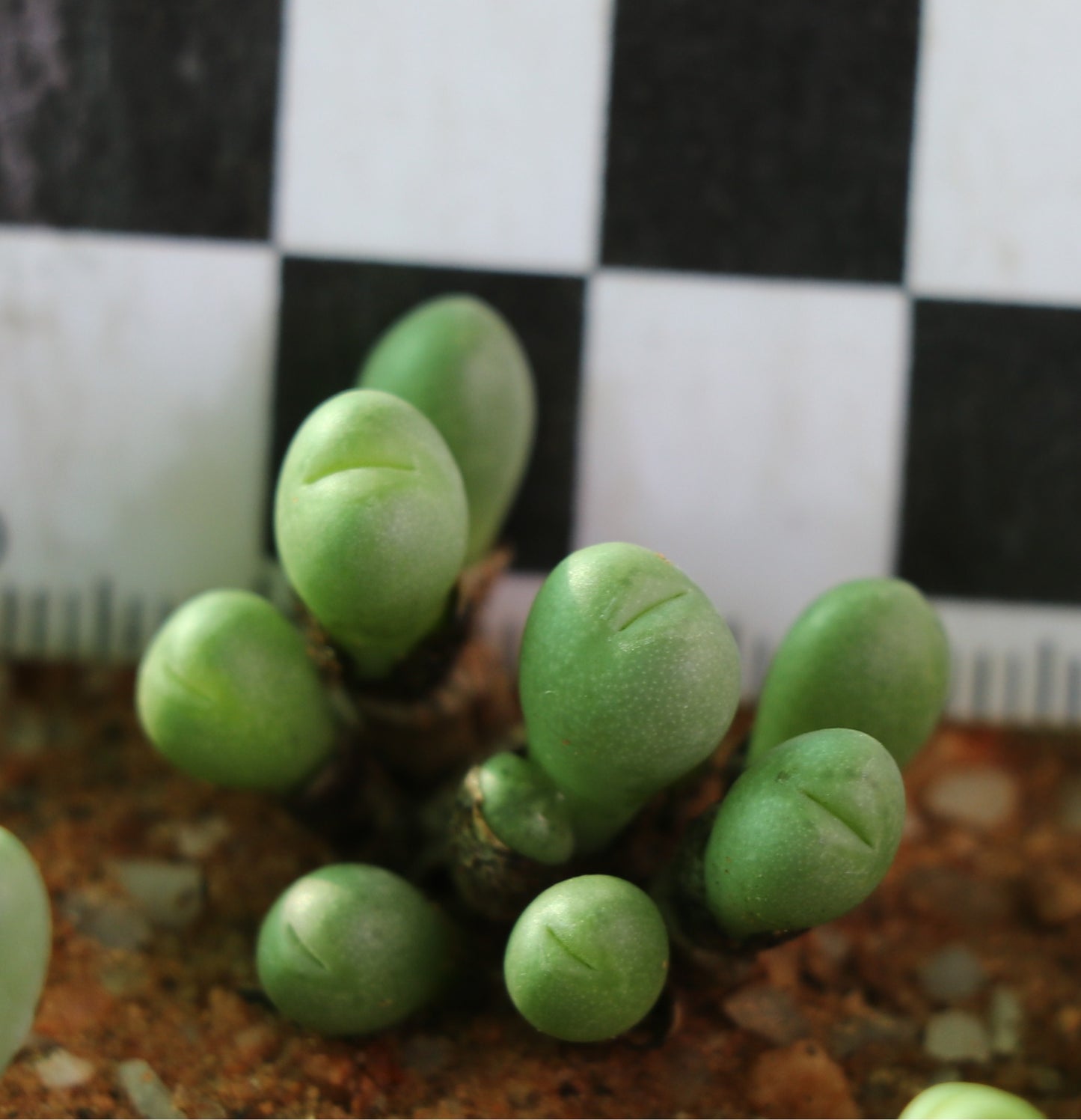 Conophytum meyeri (Augrabies)