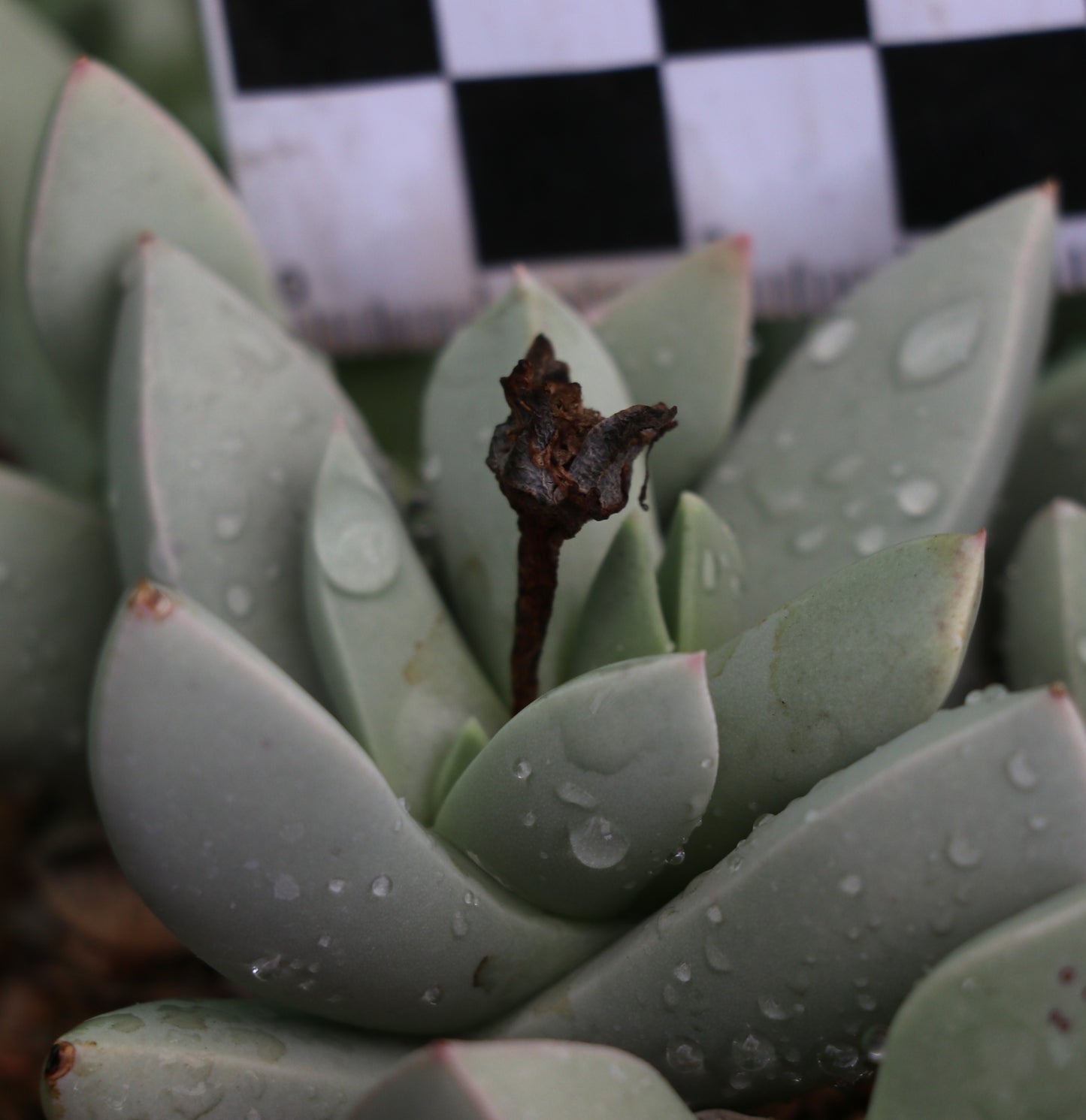 Schwantesia herrei (Sendelingsdrif)