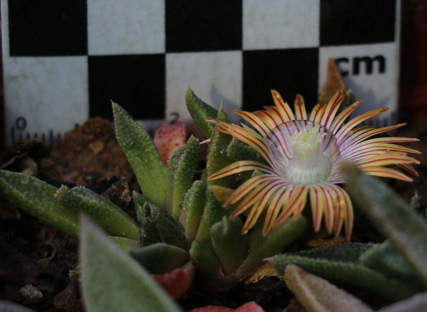 Nananthus vittatus (Kalkvygie)