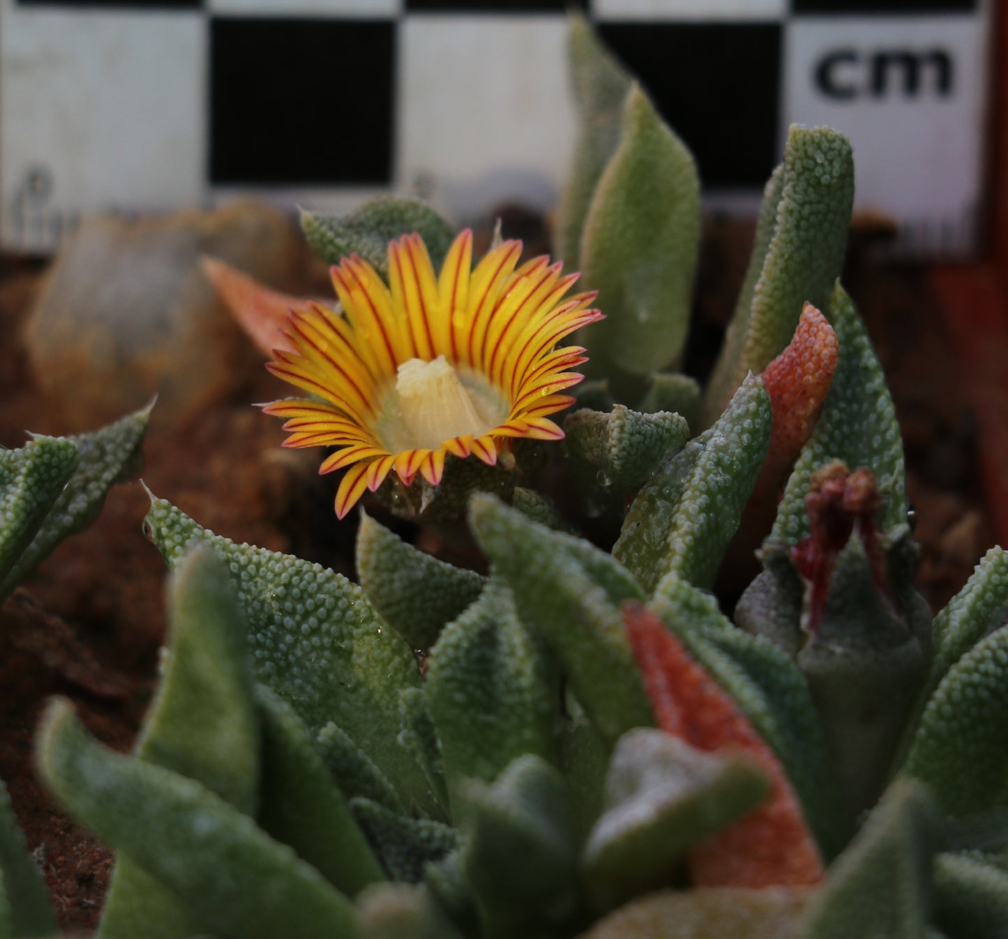 Nananthus vittatus (Kalkvygie)