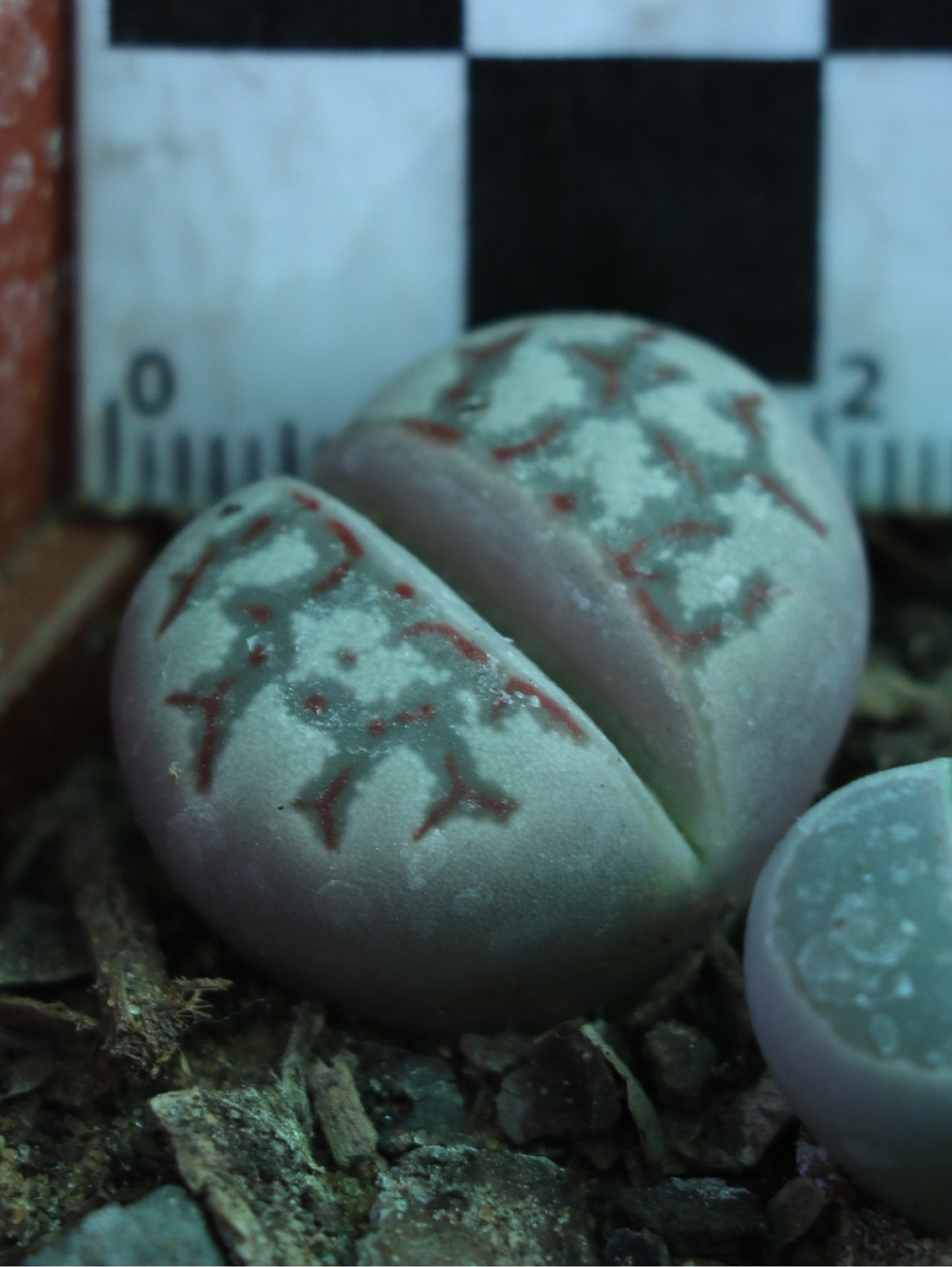 Lithops dorotheae