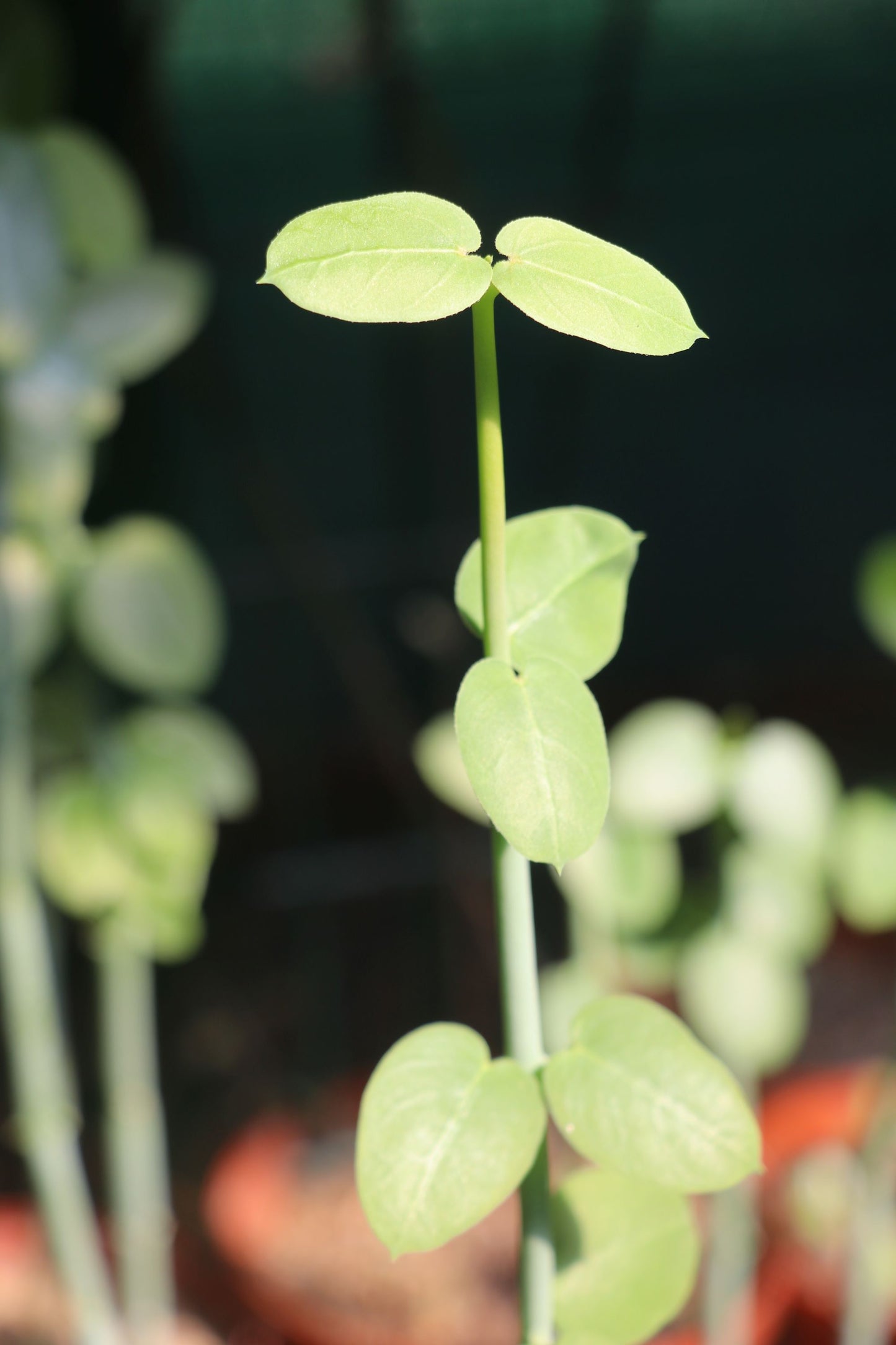 Ceropegia haygarthii