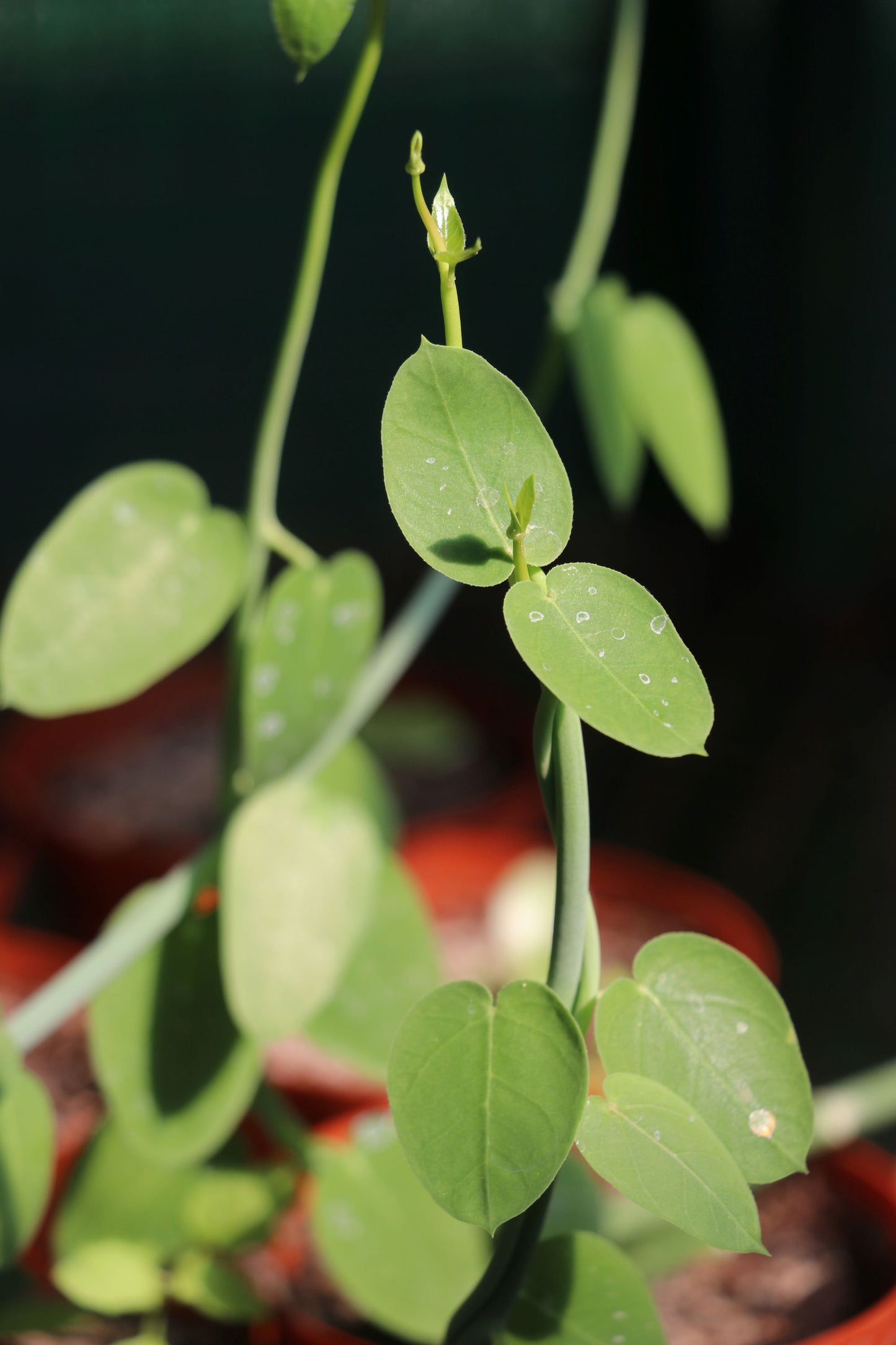 Ceropegia haygarthii