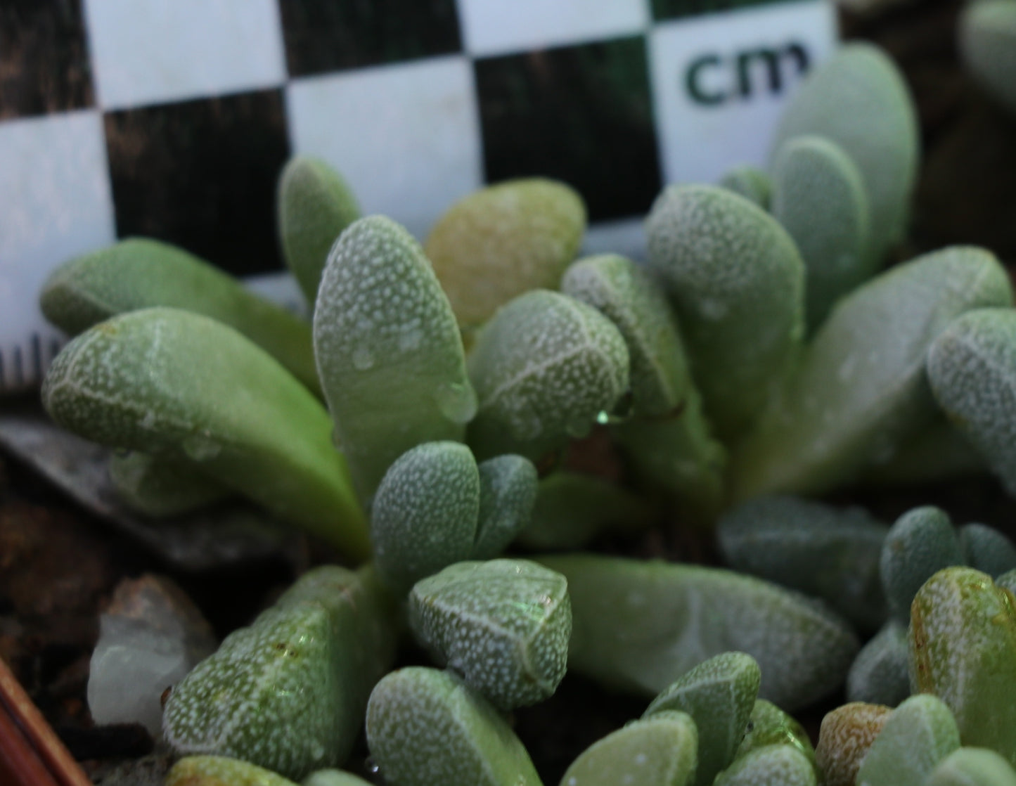 Rhinephyllum muirii (Kareevlakte)