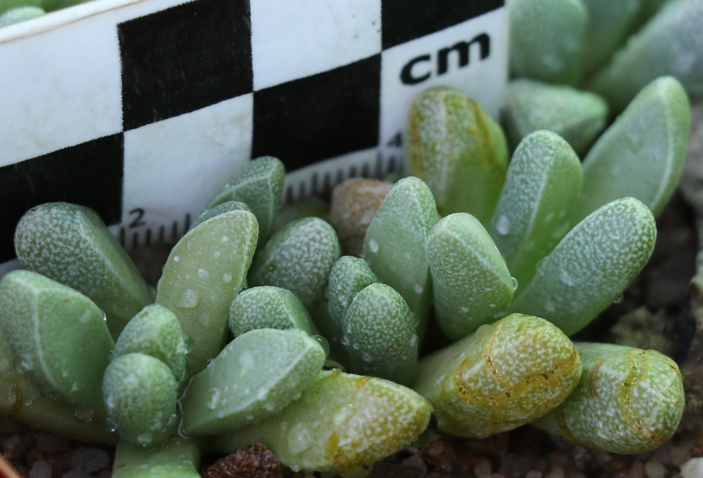 Rhinephyllum muirii (Kareevlakte)