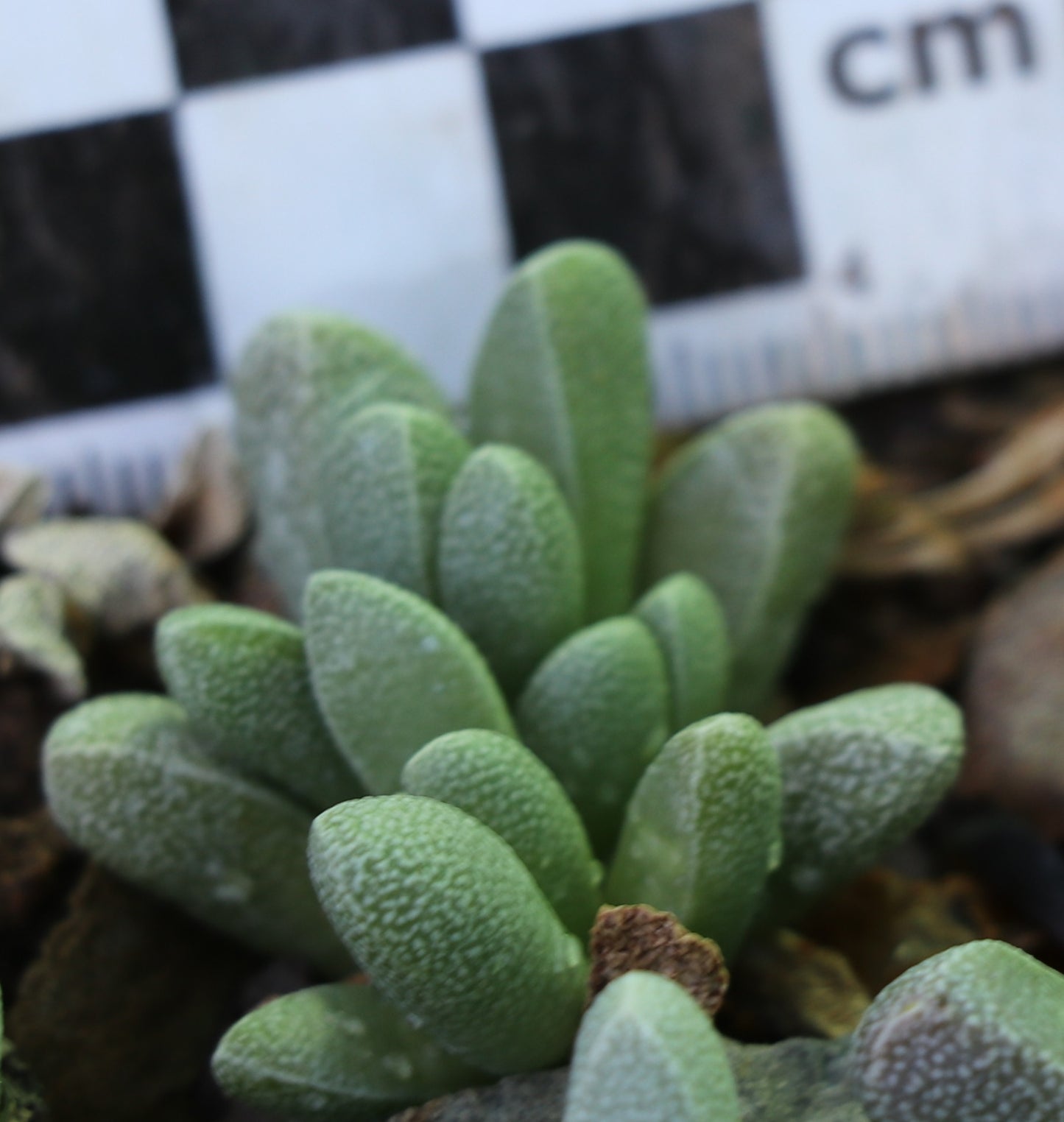 Rhinephyllum muirii (Kareevlakte)