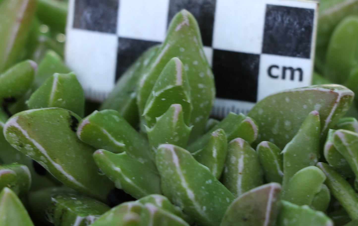 Faucaria paucidens (Graaff Reinet)