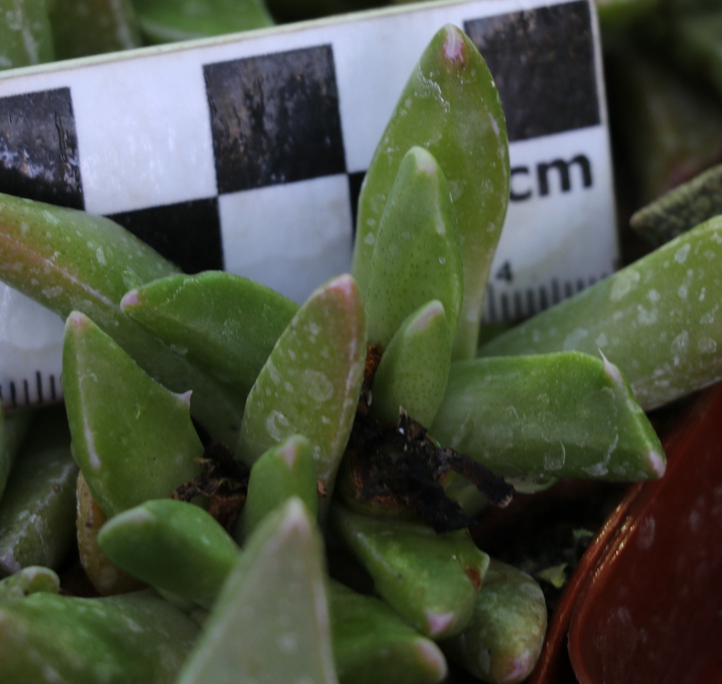 Faucaria paucidens (Graaff Reinet)