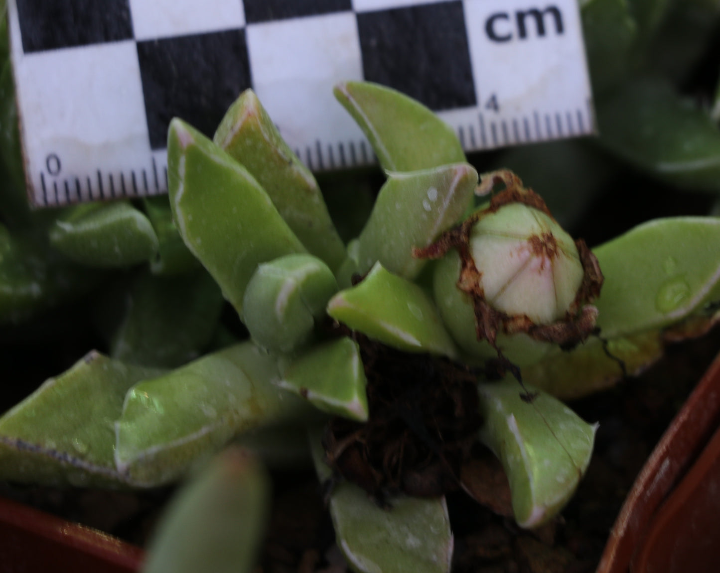 Faucaria paucidens (Graaff Reinet)