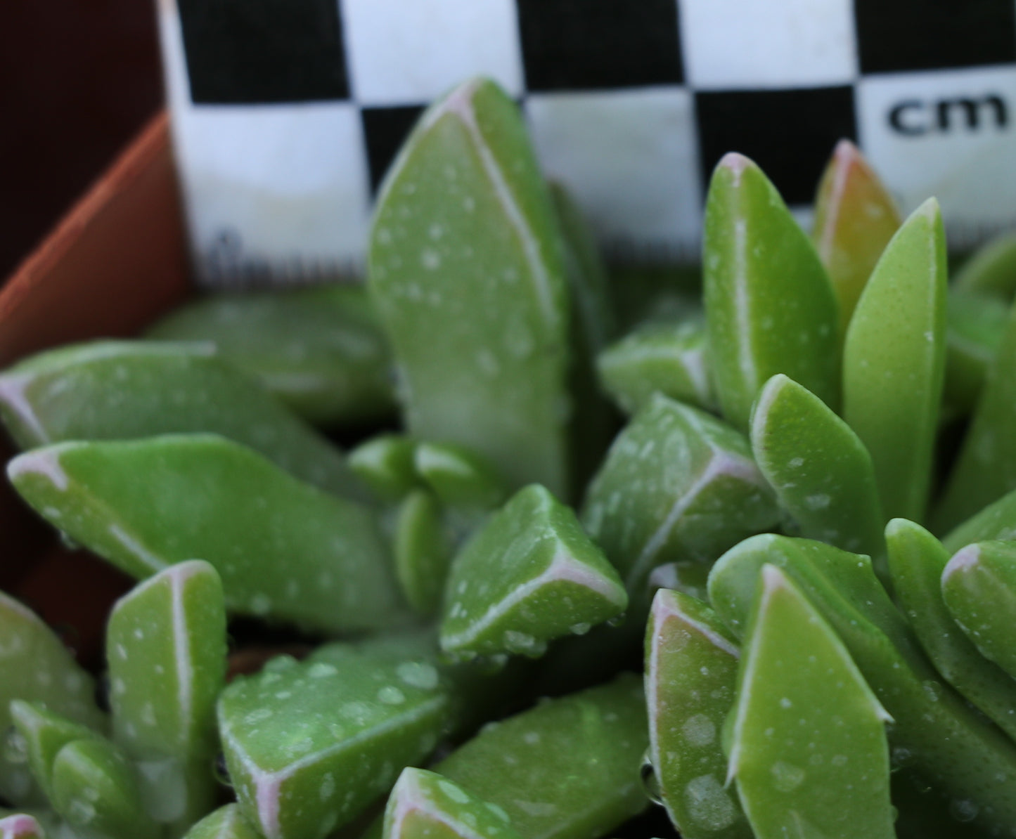Faucaria paucidens (Graaff Reinet)