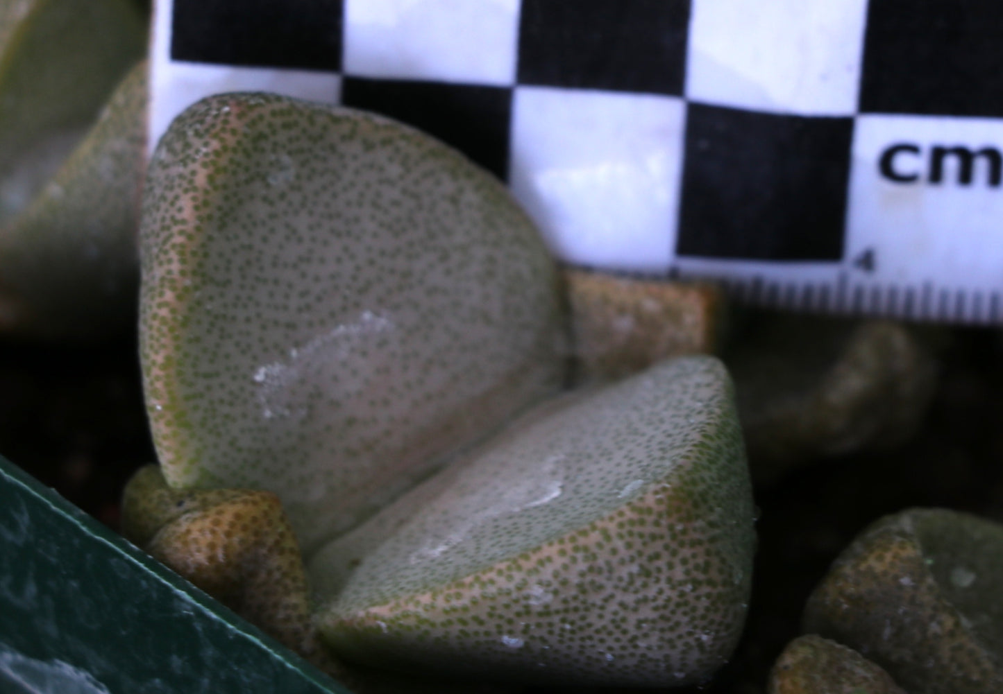 Pleiospilos simulans (Split Rock, Lewer Plant) ex Buys Wiese