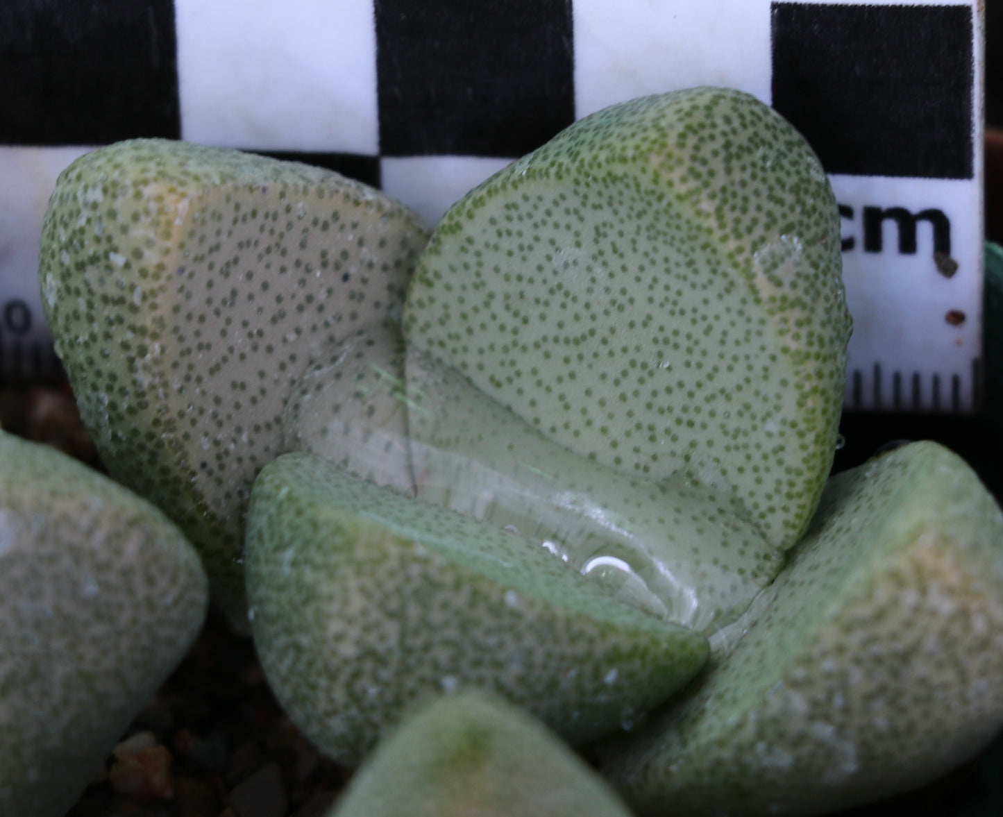 Pleiospilos simulans (Split Rock, Lewer Plant) ex Buys Wiese