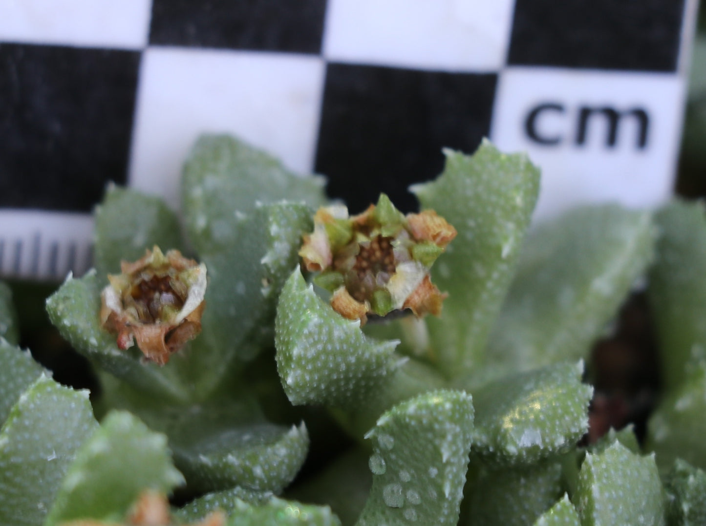 Stomatium villetii (Beaufort West)