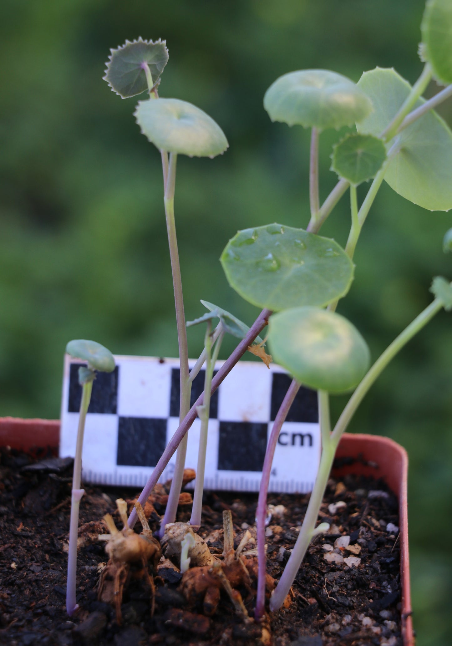 Senecio oxyriifolius (False Nasturtium)