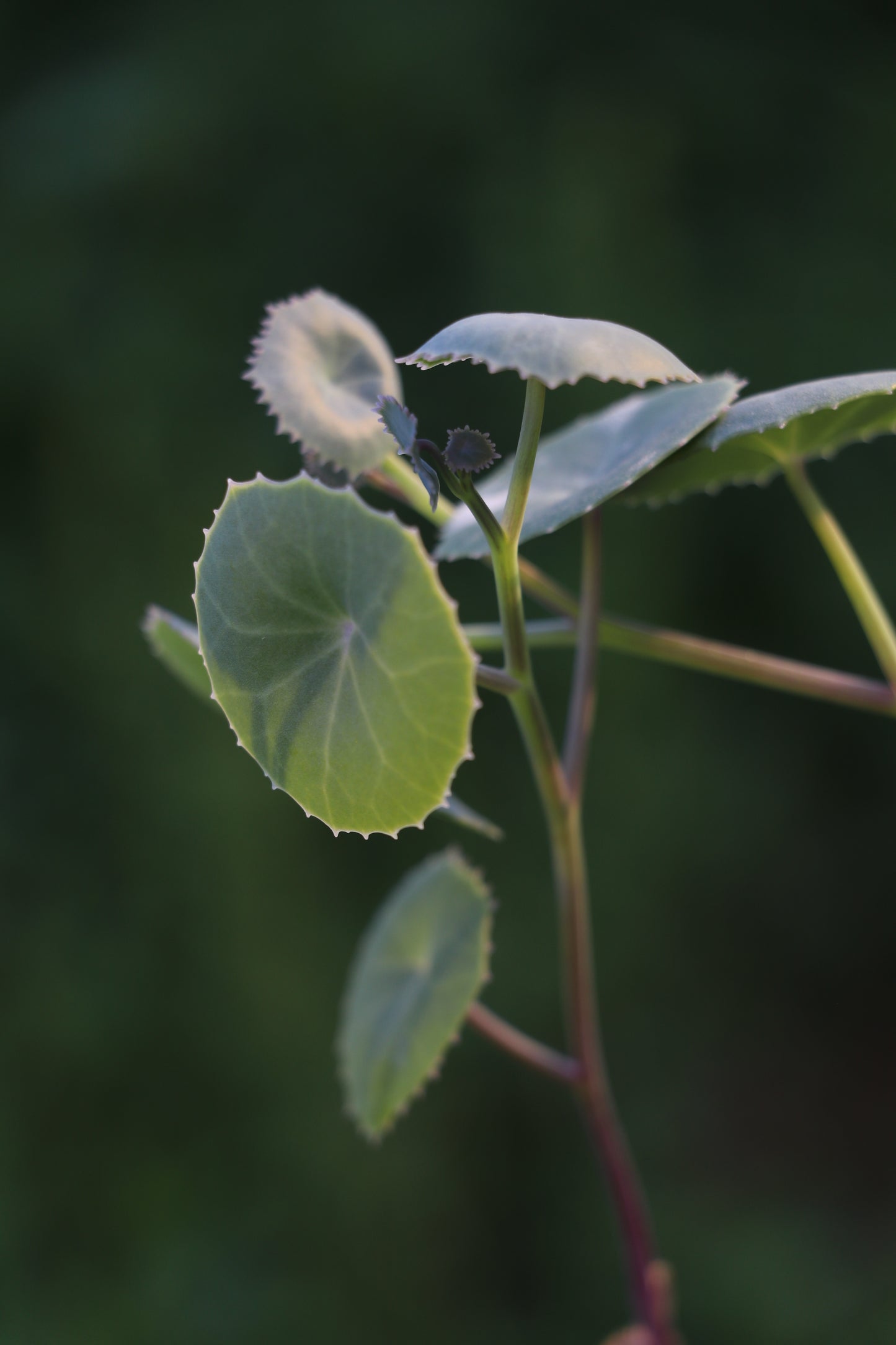 Senecio oxyriifolius (False Nasturtium)