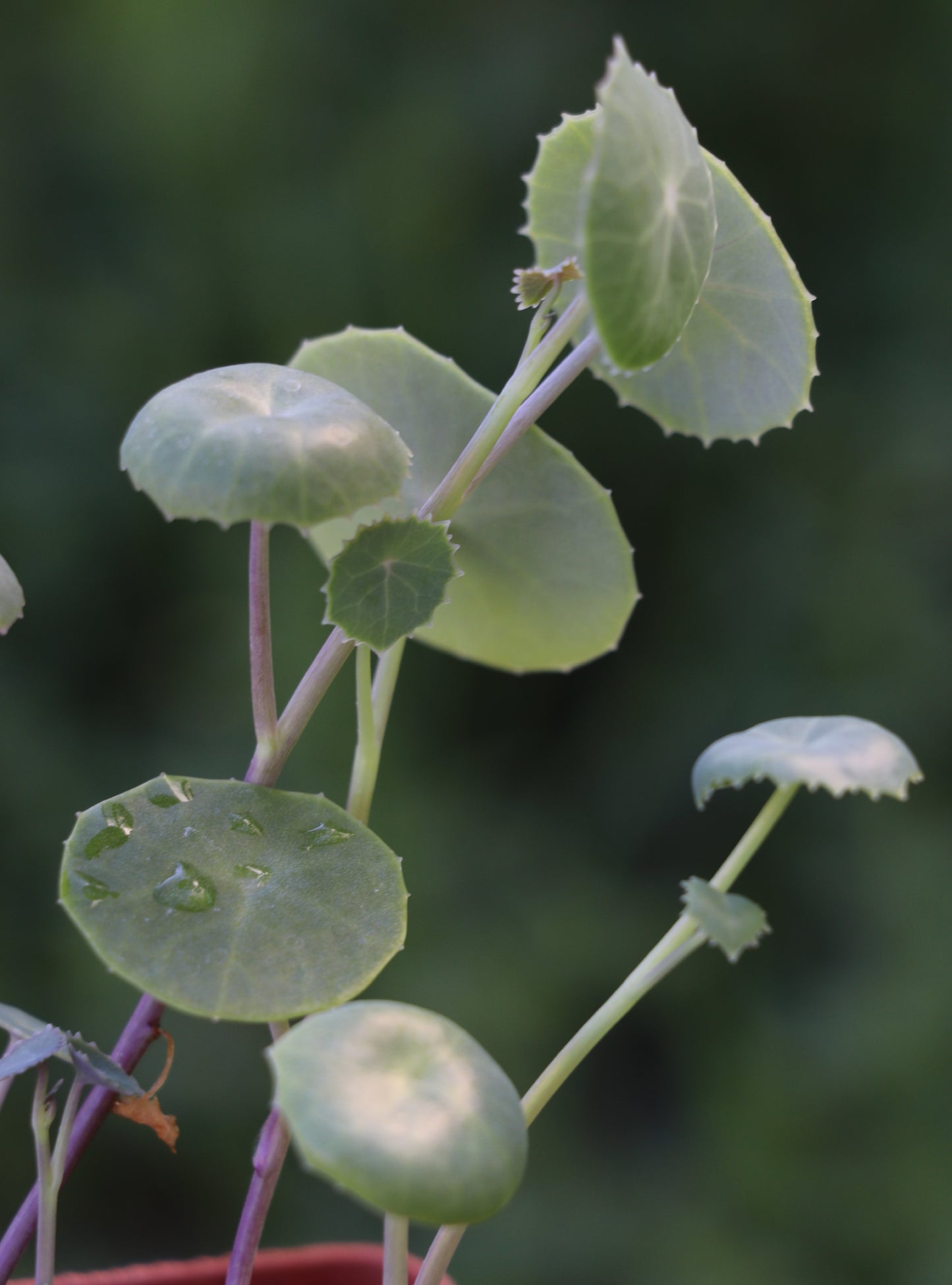 Senecio oxyriifolius (False Nasturtium)